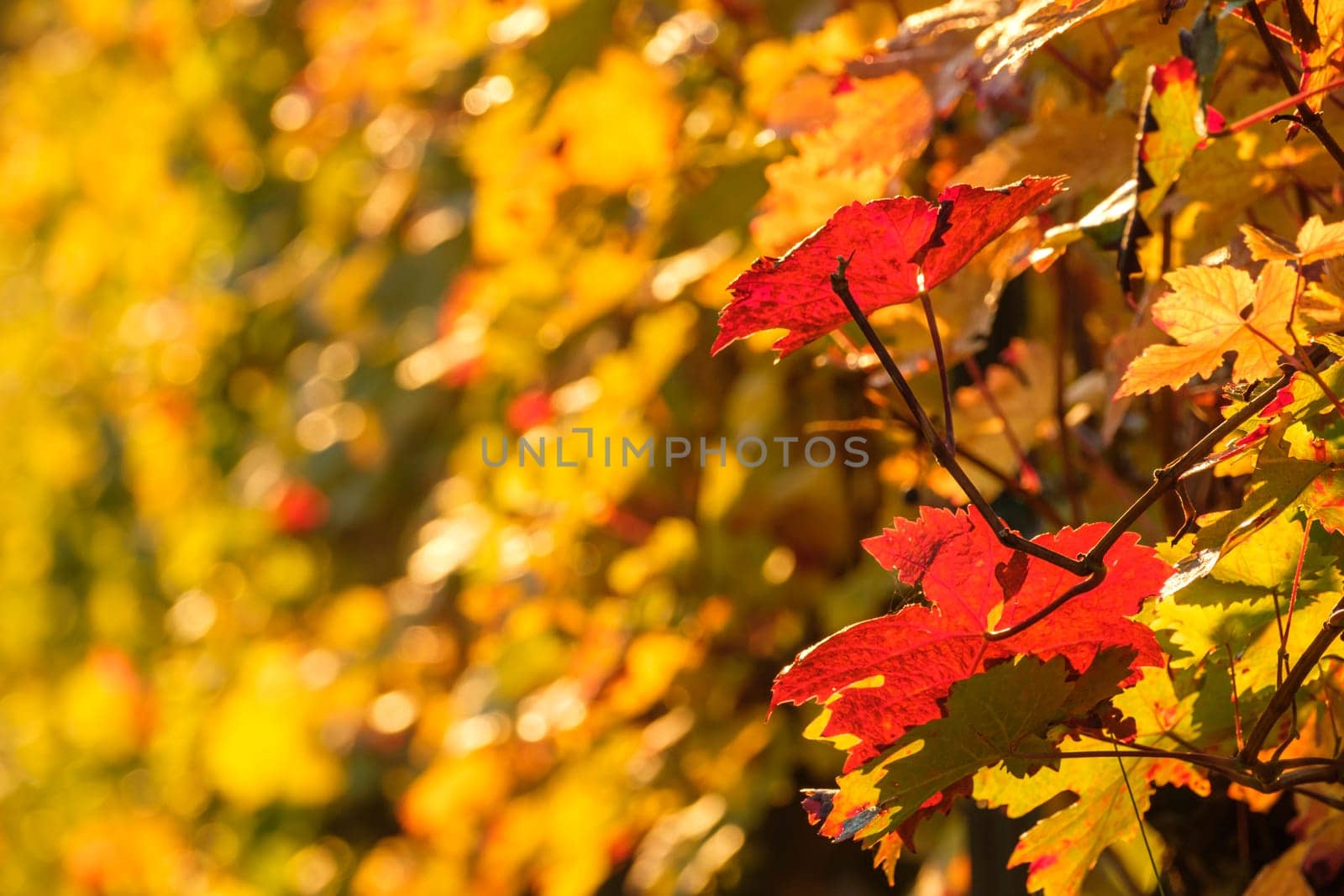 Red vine leaves in the morning sun with bokeh close-up