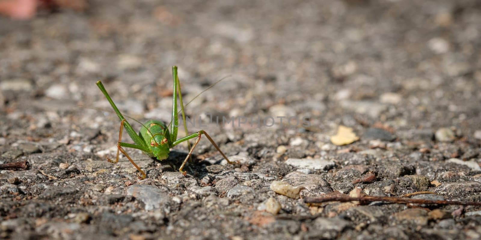 Green grashopper insect close-up
