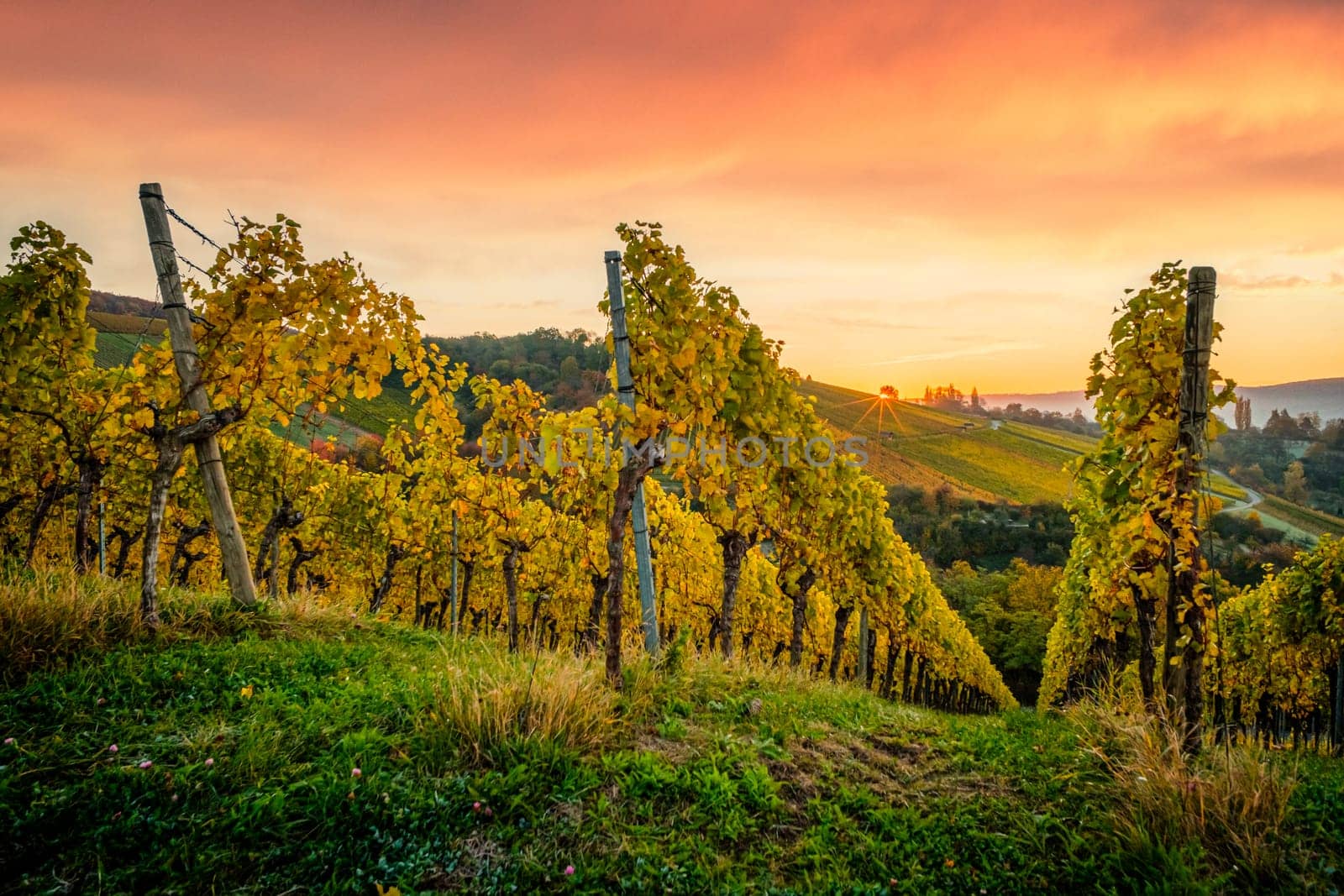German vineyard with orange sky and sun autumn landscape