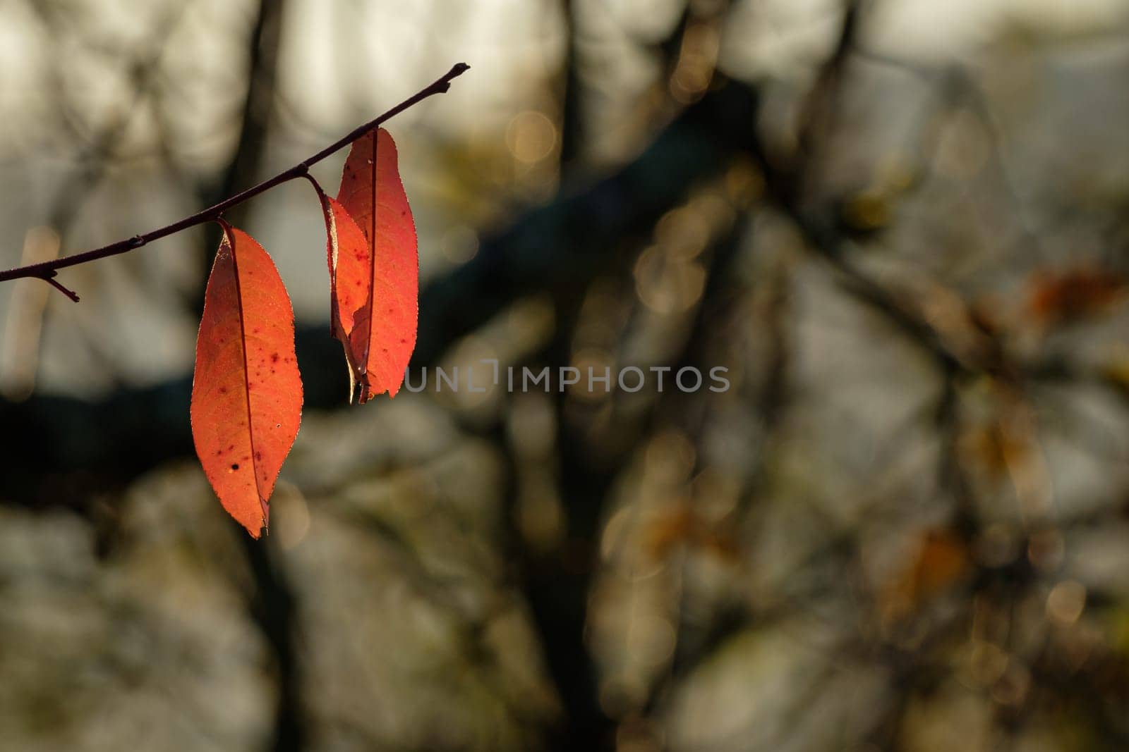 Red leaves of a cherry tree in autumn close-up