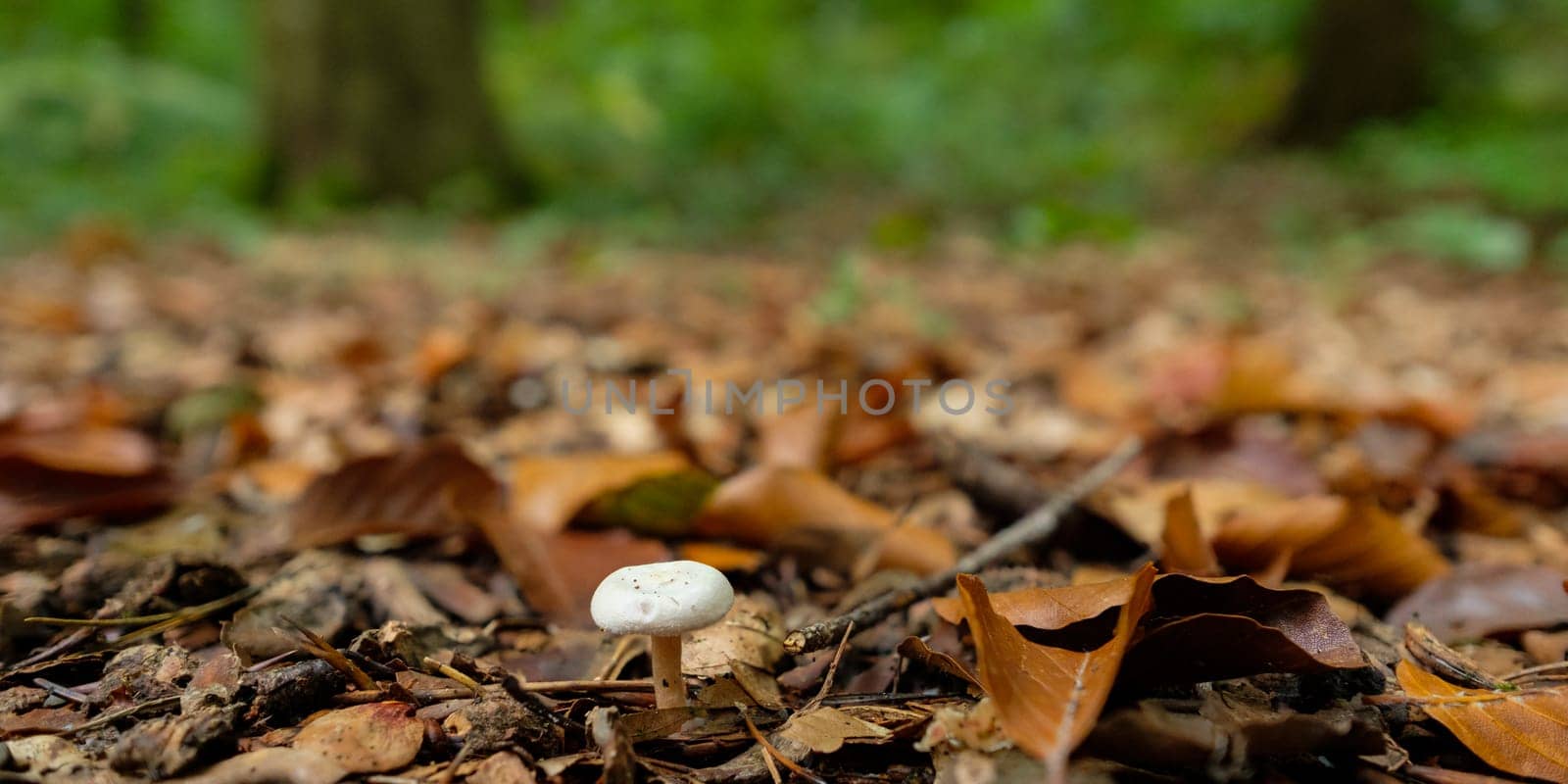 White mushroom in a forest autumn season
