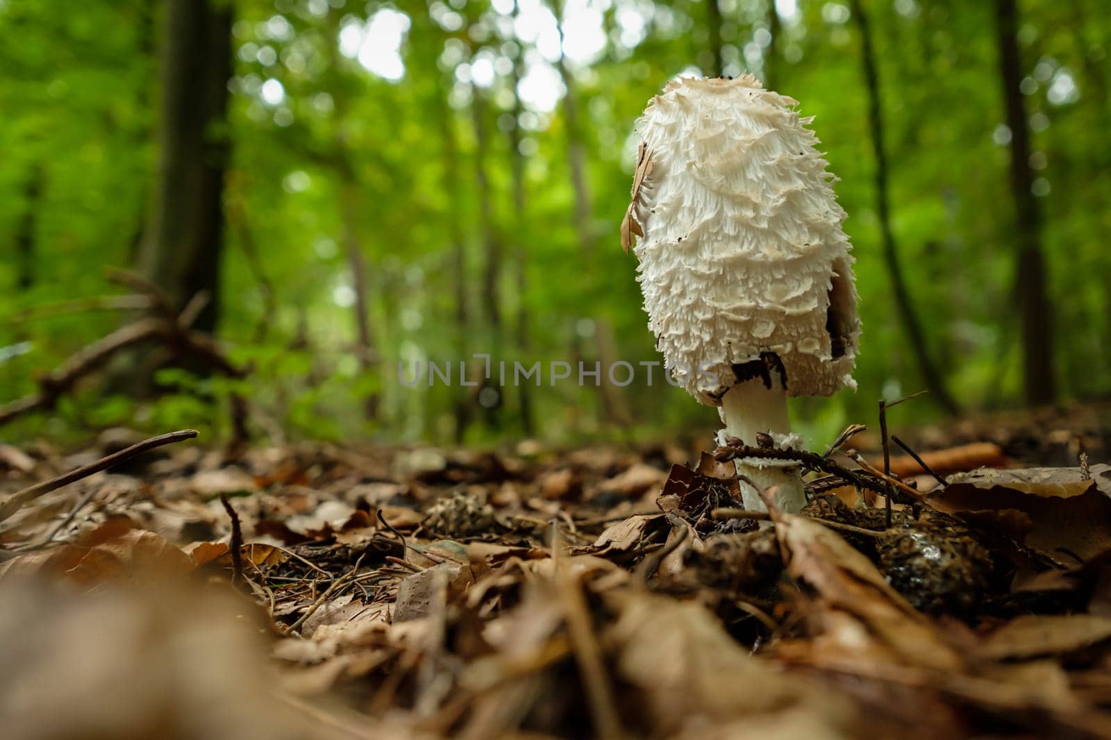 Shaggy ink cap (Coprinus comatus) in a forest close-up