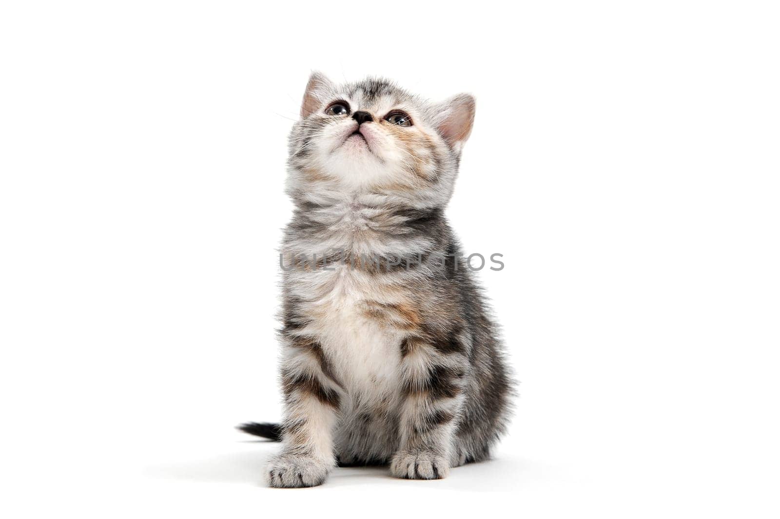 a striped purebred kitten sits on a white background. High quality photo