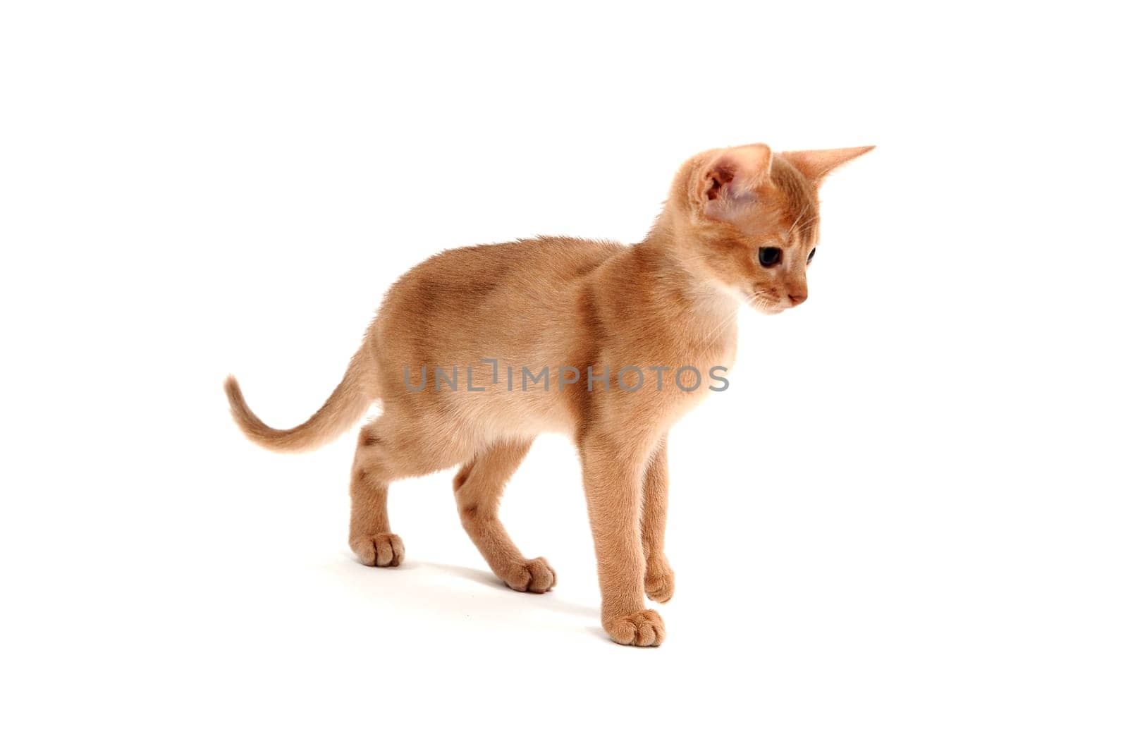 Abyssinian ginger cat on a white background. High quality photo