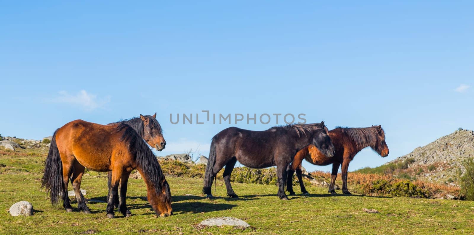 Wild horses pasturing at the mountains in the north of Portugal. Serra do Geres