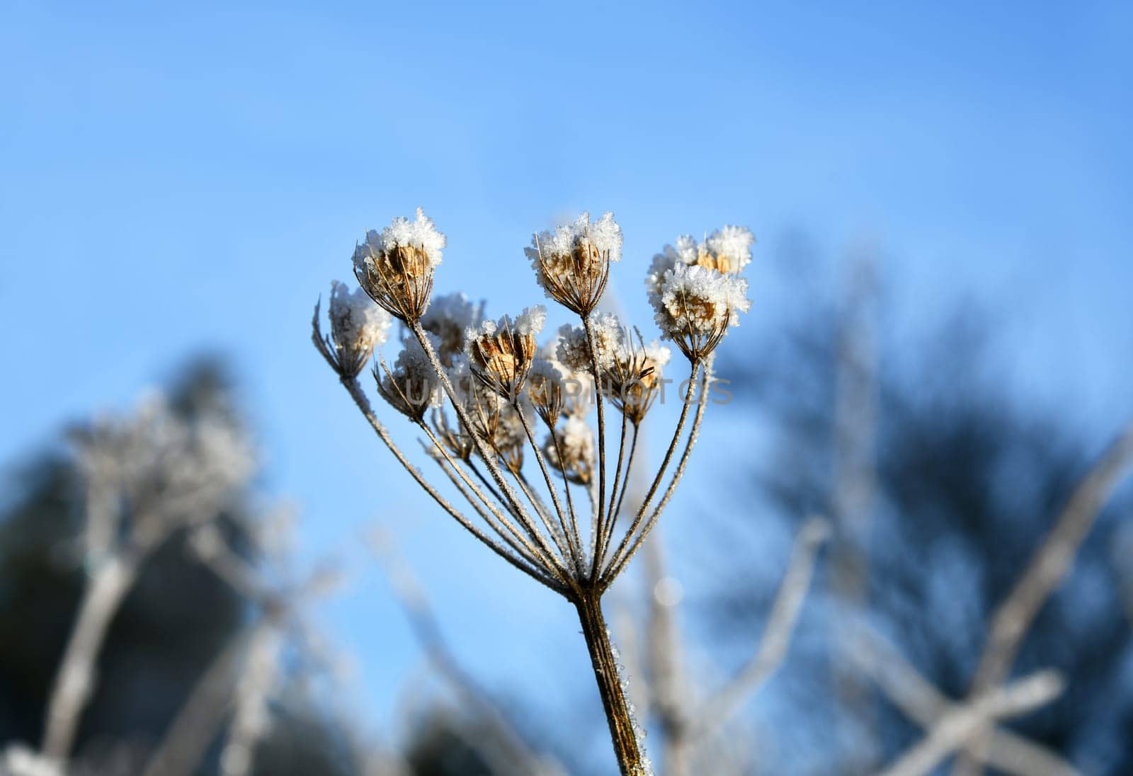snow-covered grass in winter