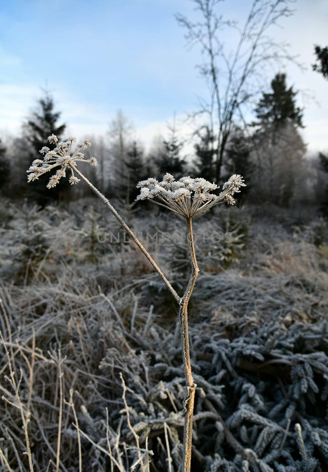 snow-covered grass in winter