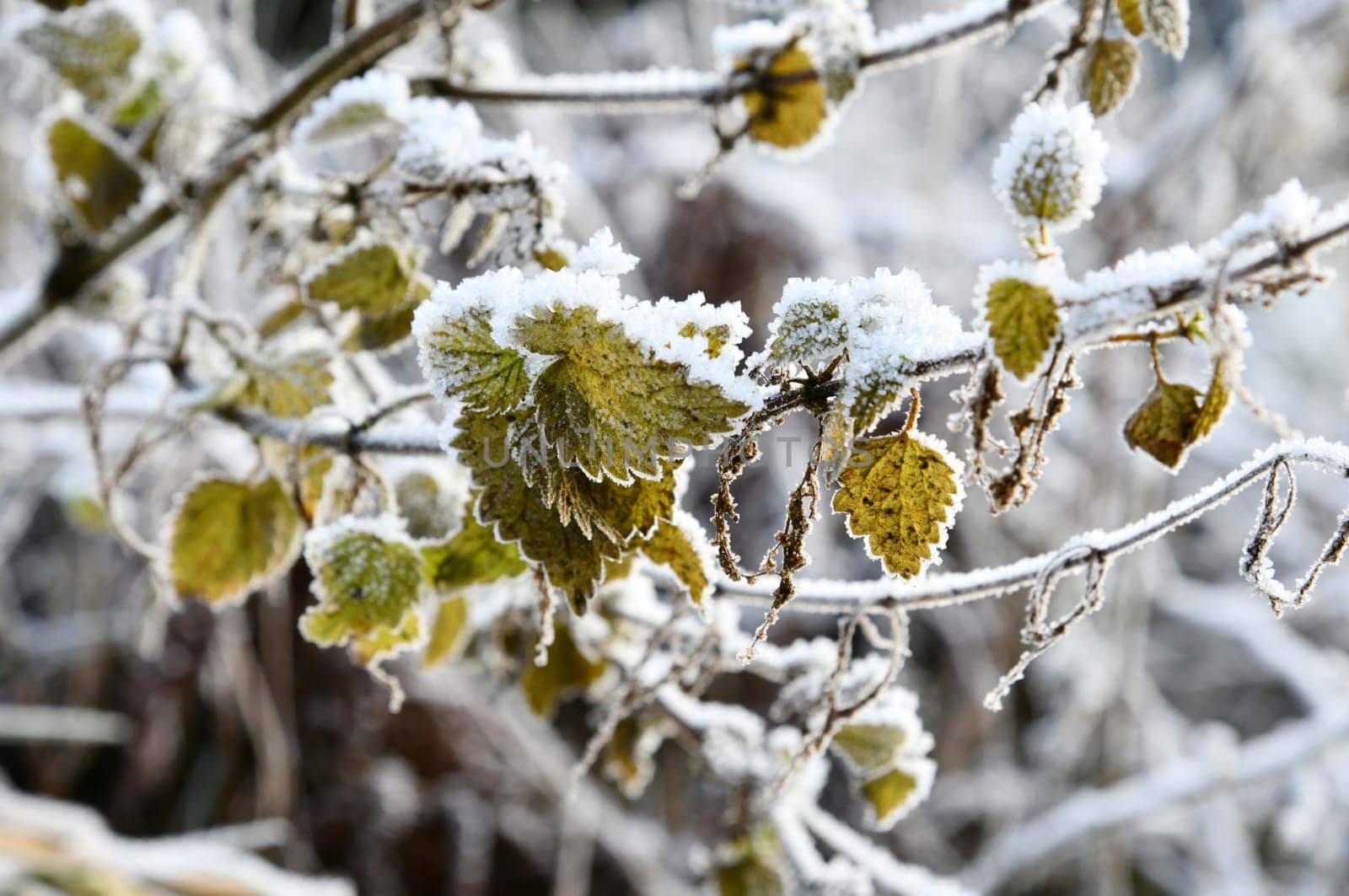 snow-covered grass in winter