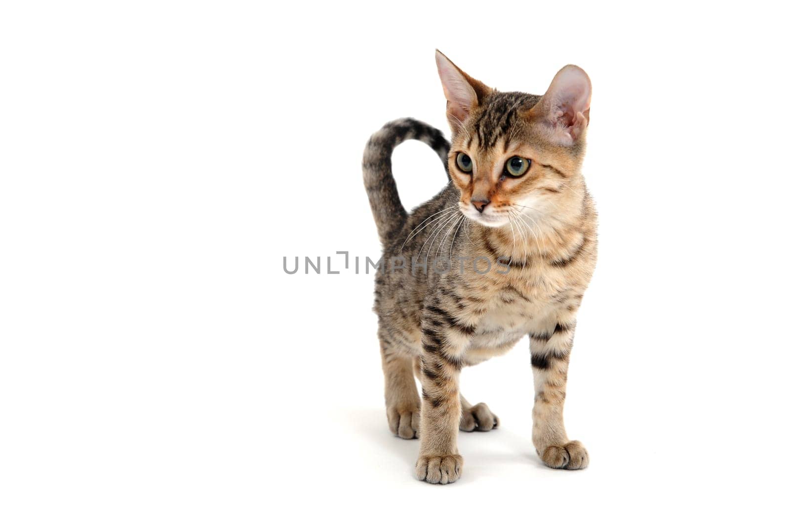 A striped purebred smooth-haired cat stands on a white background. High quality photo