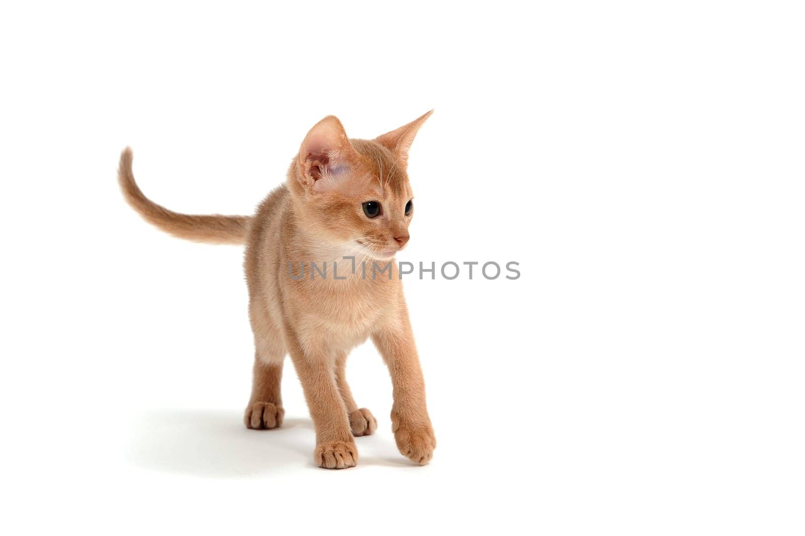 Abyssinian ginger cat crouched on a white background. High quality photo