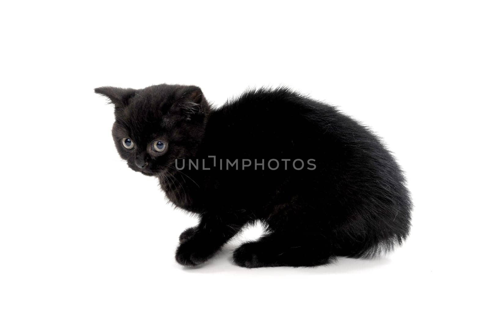 fluffy purebred black kitten sits on a white background. High quality photo