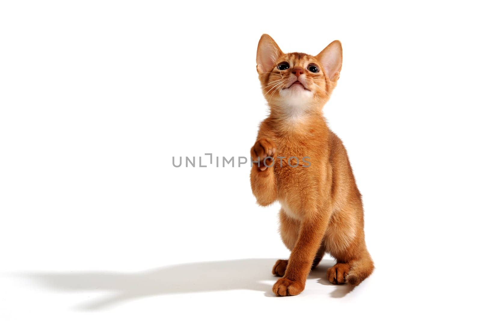 Abyssinian ginger cat sits and raises its paw on a white background. High quality photo
