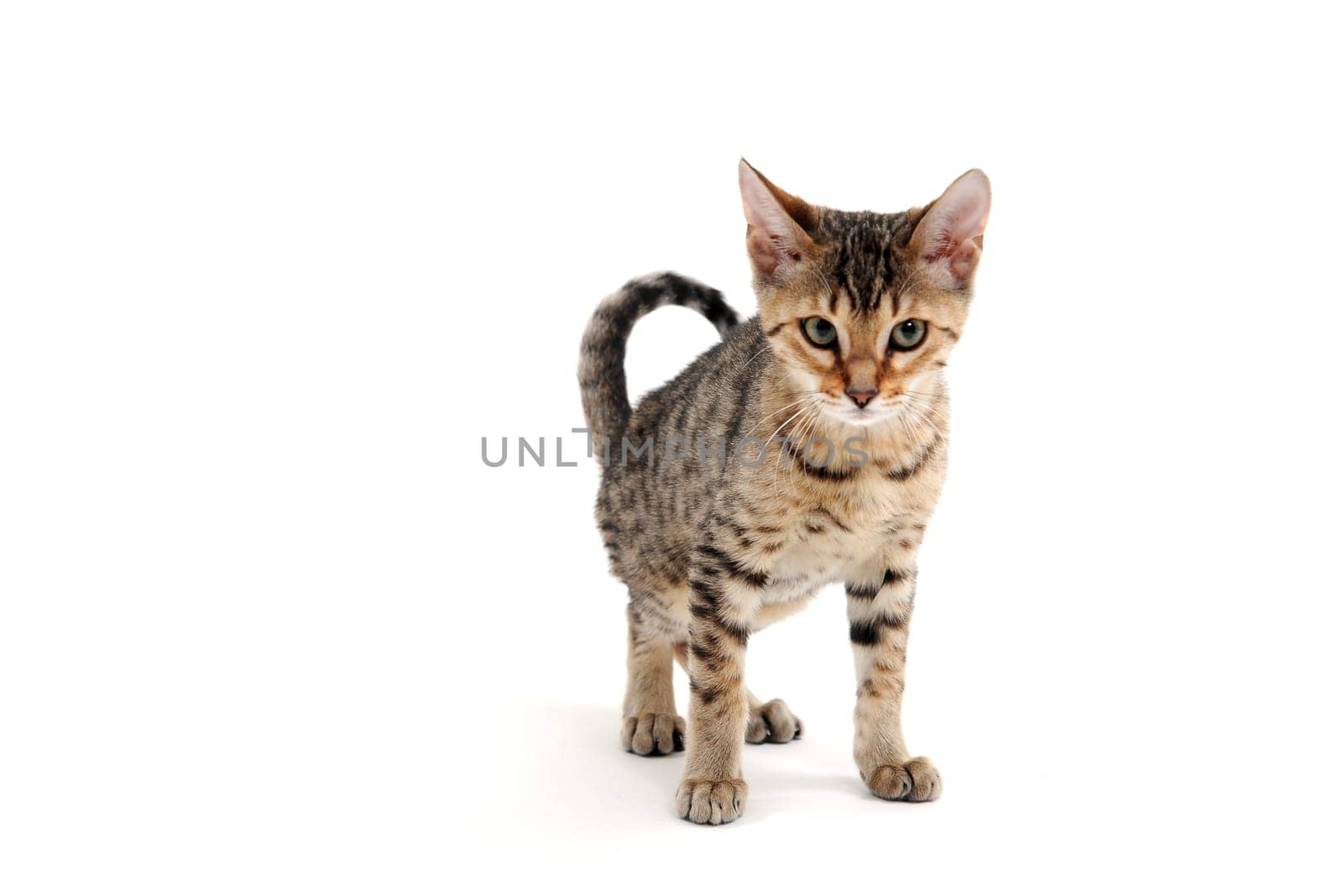 Purebred smooth-haired cat on a white background . High quality photo