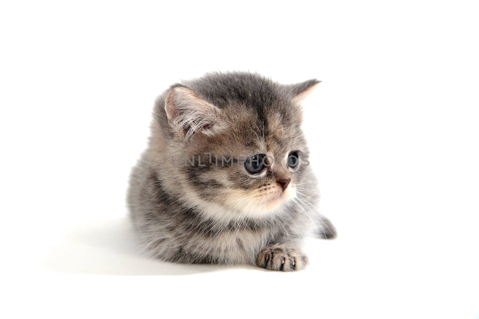 Fluffy purebred kitten lies on a white background. High quality photo