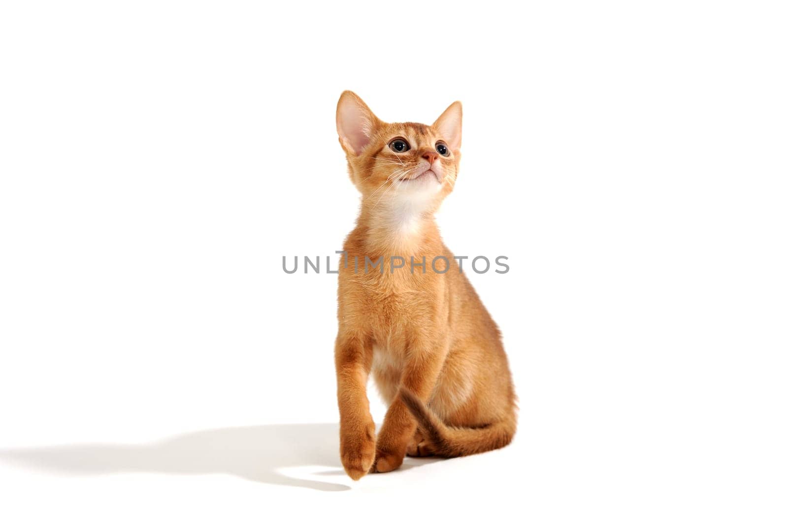 Abyssinian ginger cat sits on a white background. High quality photo