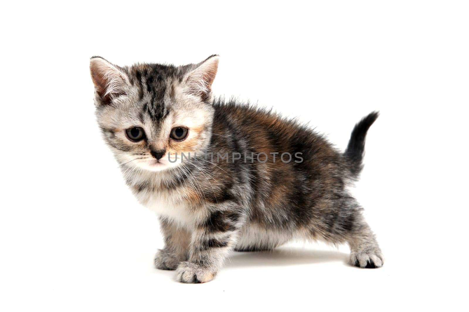 a striped purebred kitten stands on a white background. High quality photo
