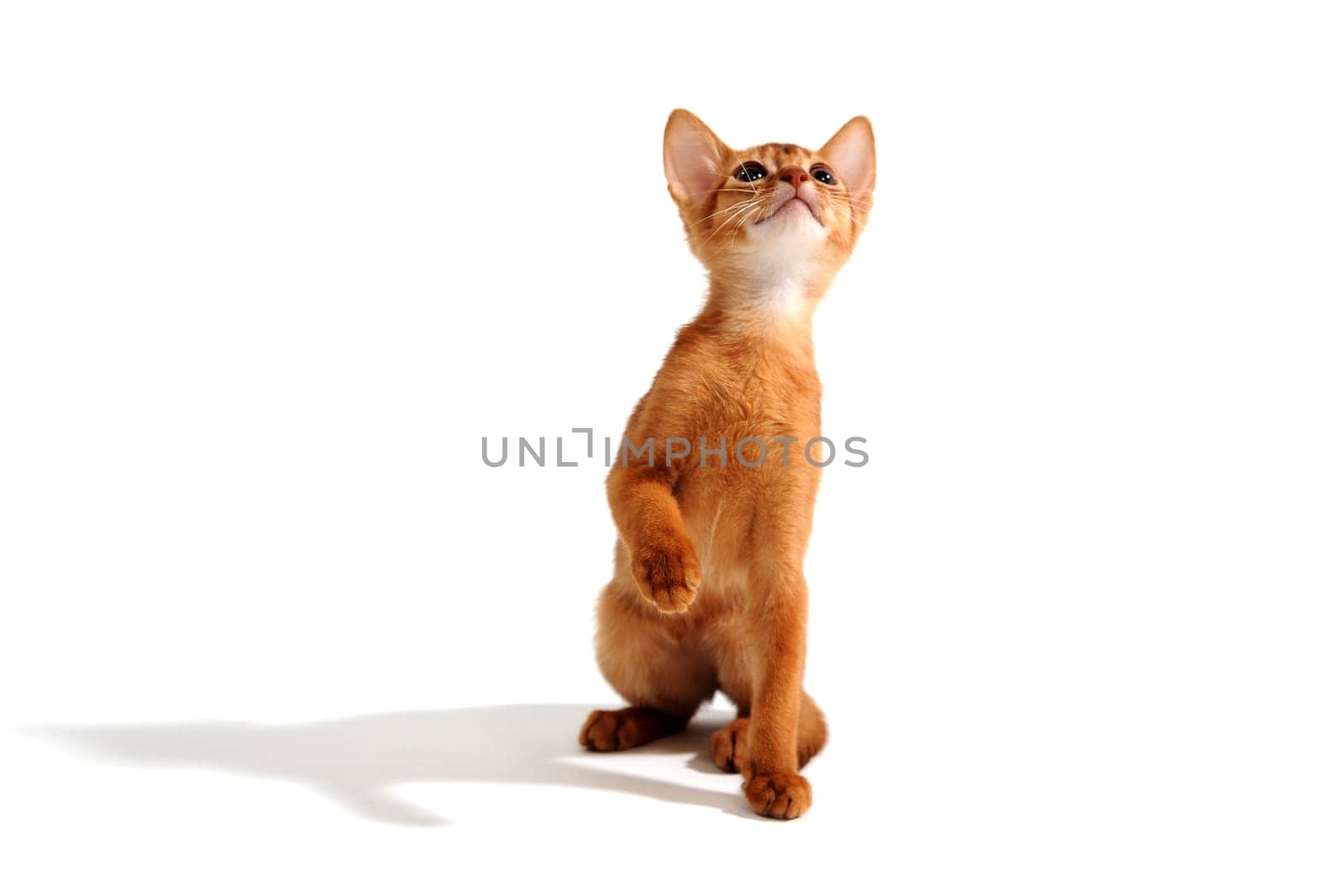 Abyssinian ginger cat sits and raises its paw on a white background. High quality photo