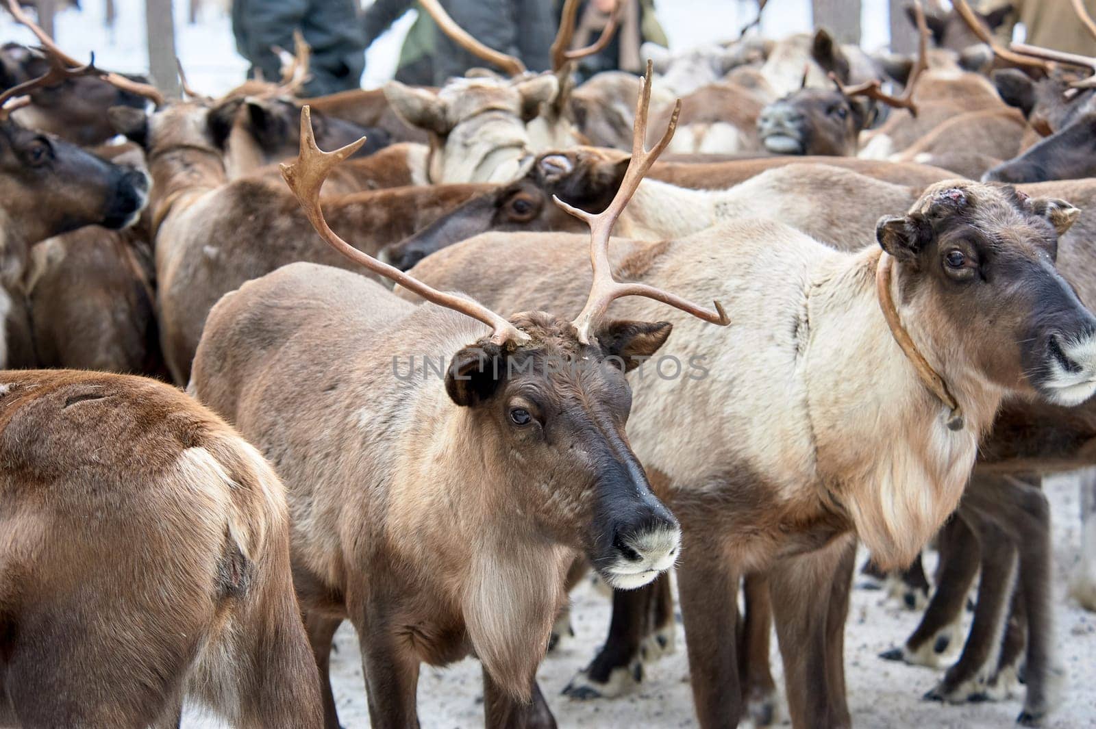 a herd of deer close-up in the forest in winter. High quality photo