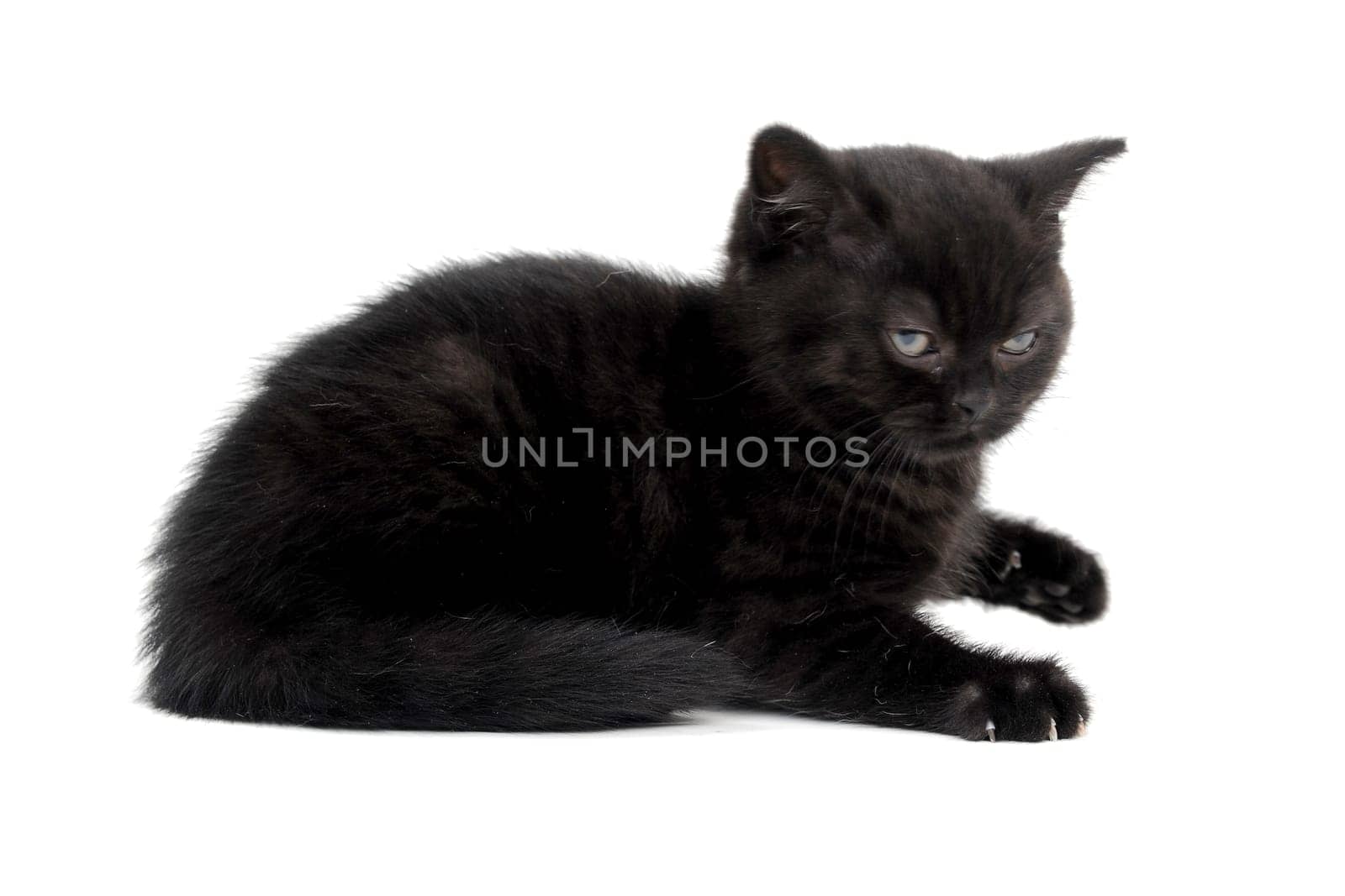 angry fluffy purebred black kitten sits on a white background. High quality photo