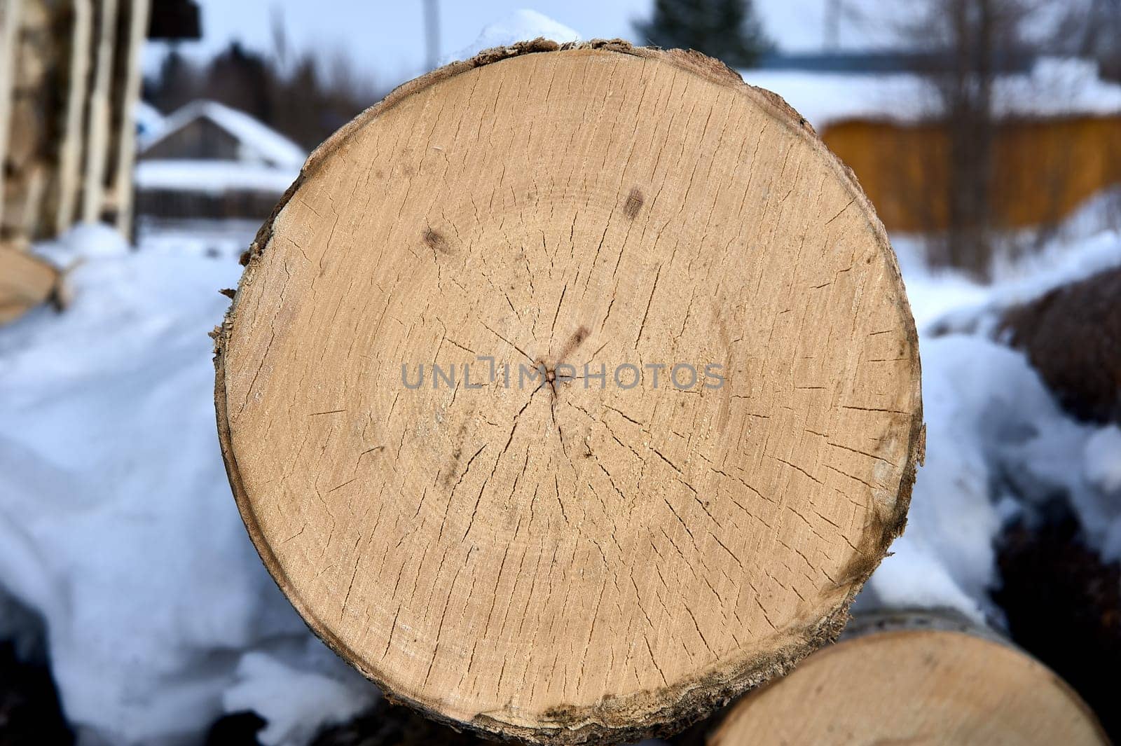 cross-section of pine, sawn wood. High quality photo