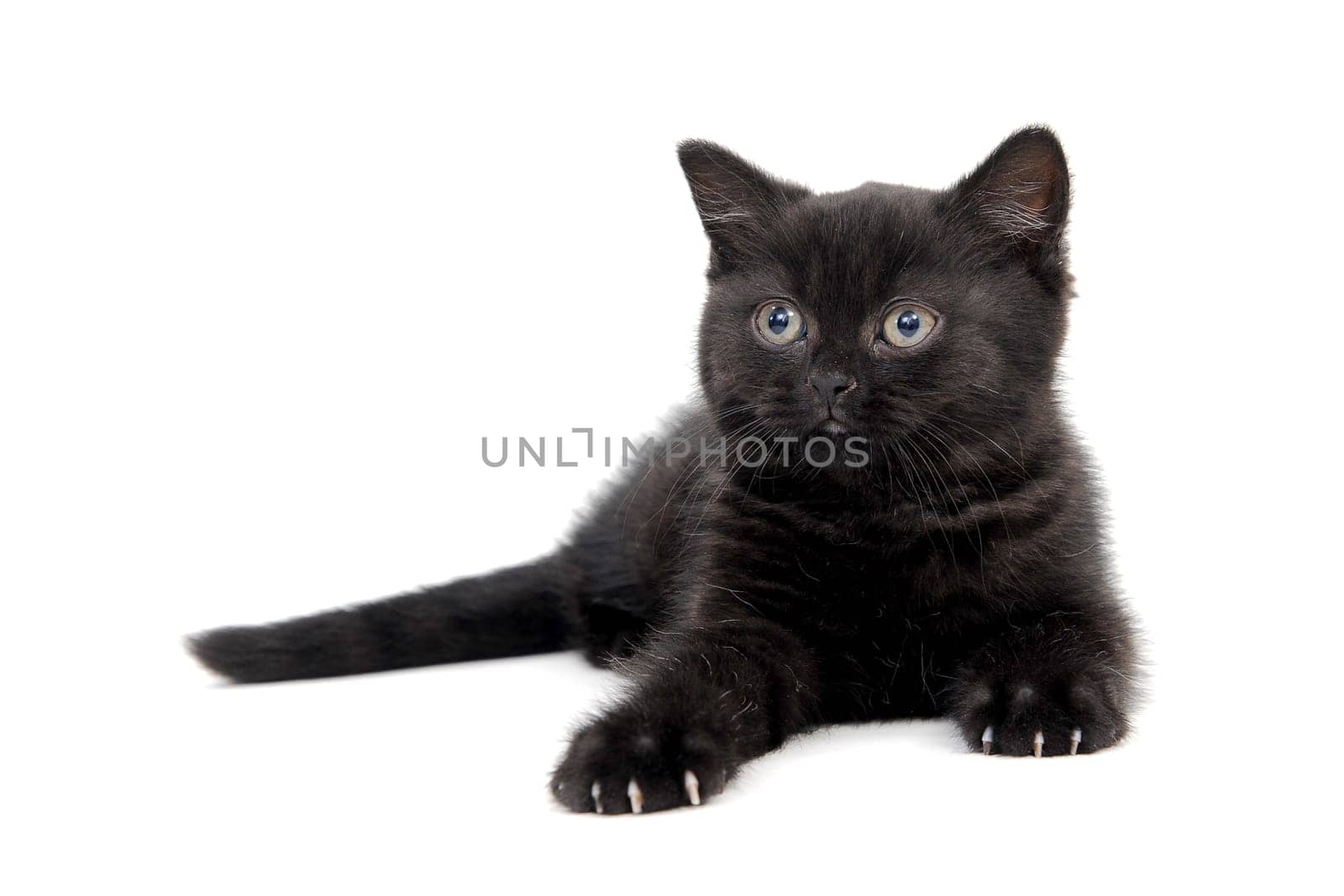 fluffy purebred black kitten with claws outstretched lies on an isolated background. High quality photo