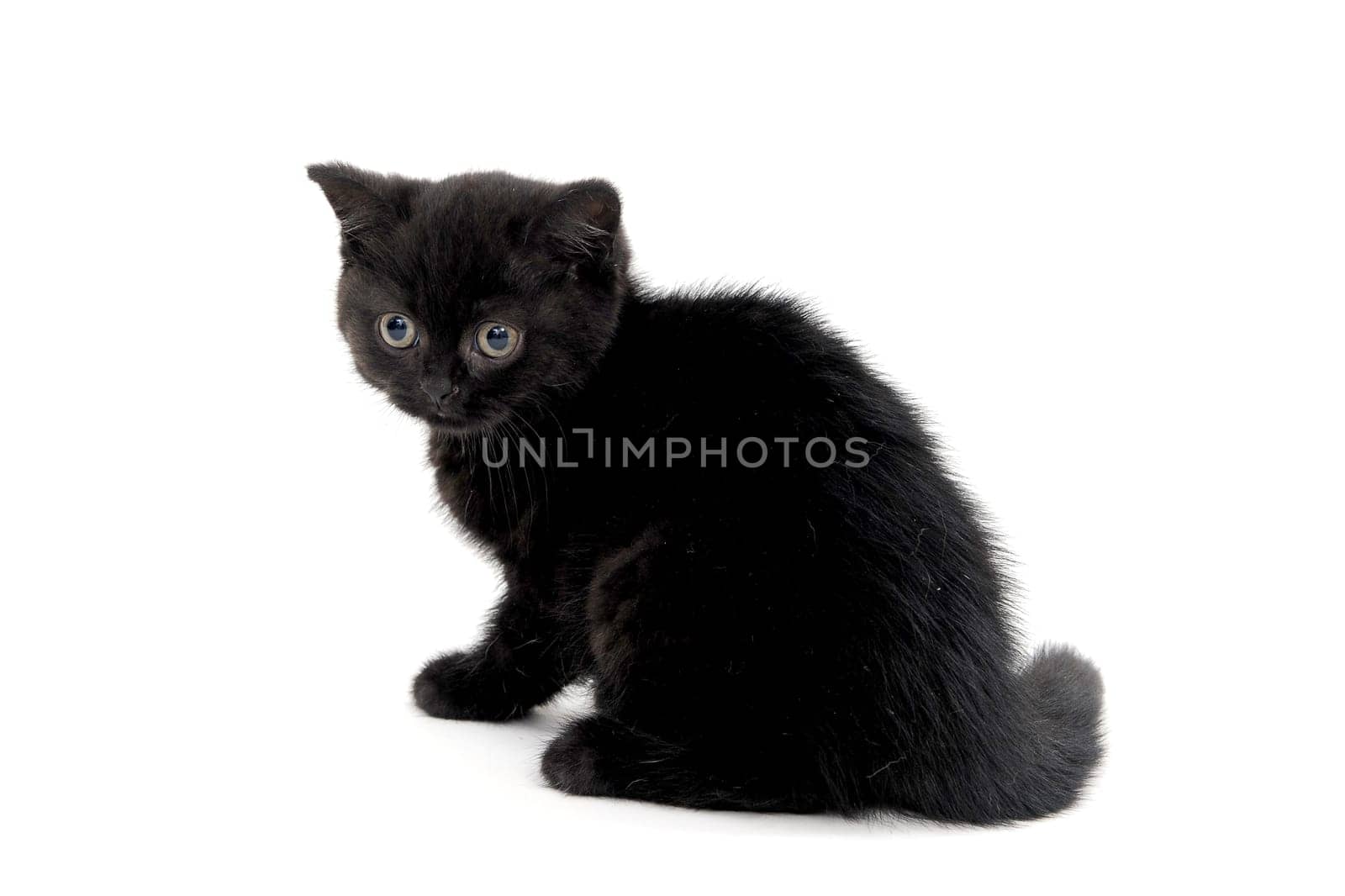 fluffy purebred black kitten sits on a white background. High quality photo