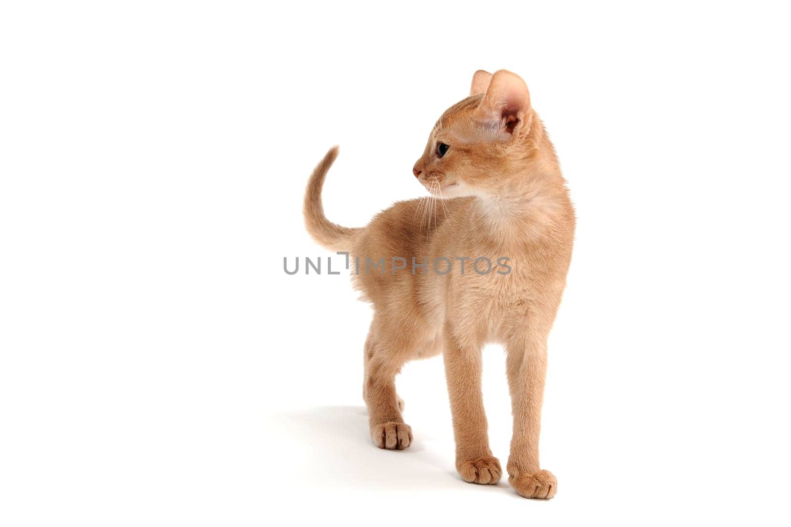 Abyssinian ginger cat stands on a white background. High quality photo
