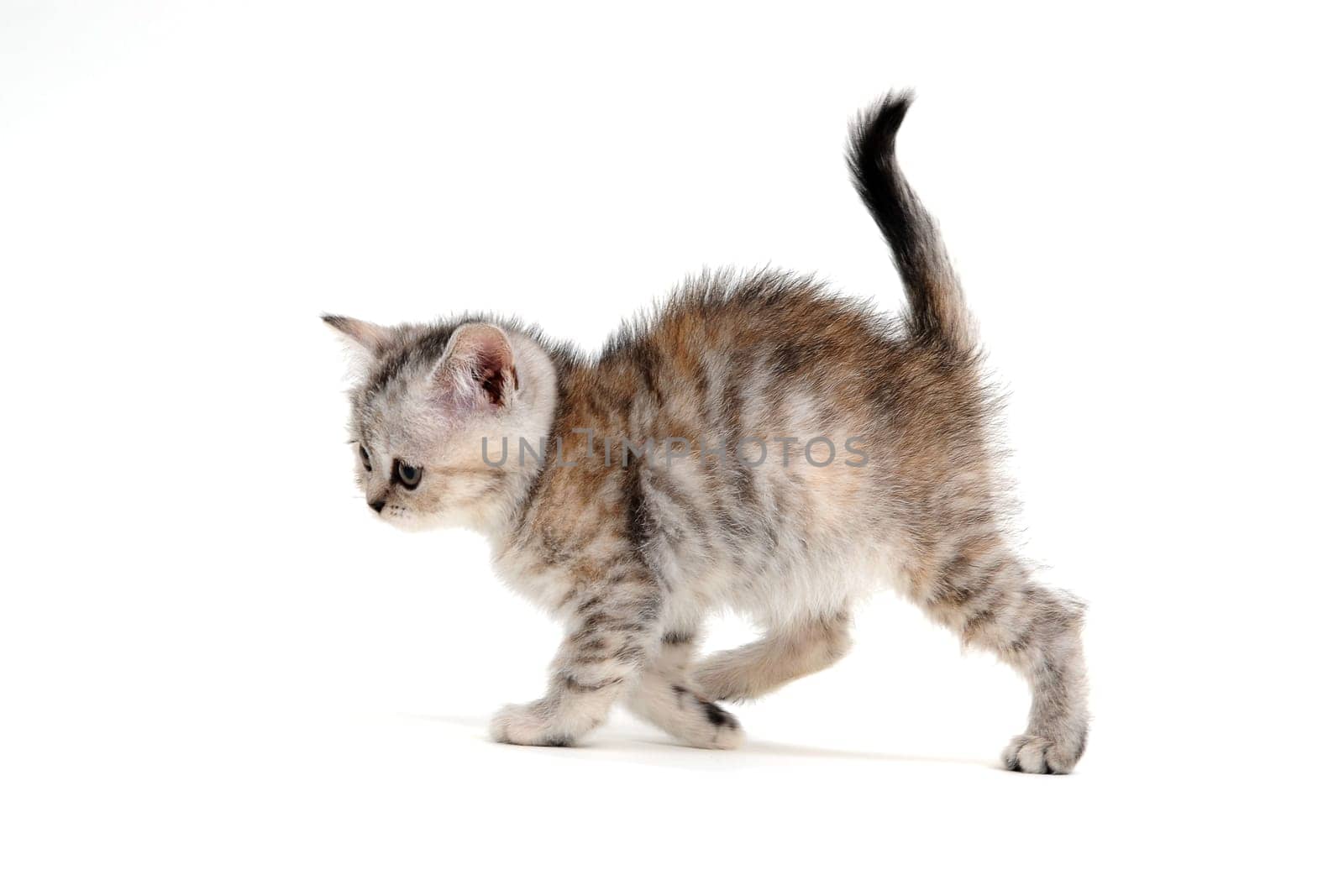 a purebred fluffy kitten stands on a white background. High quality photo