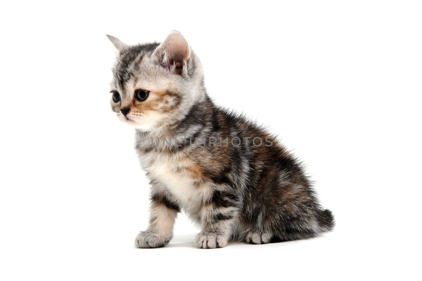 a striped purebred kitten sits on a white background. High quality photo