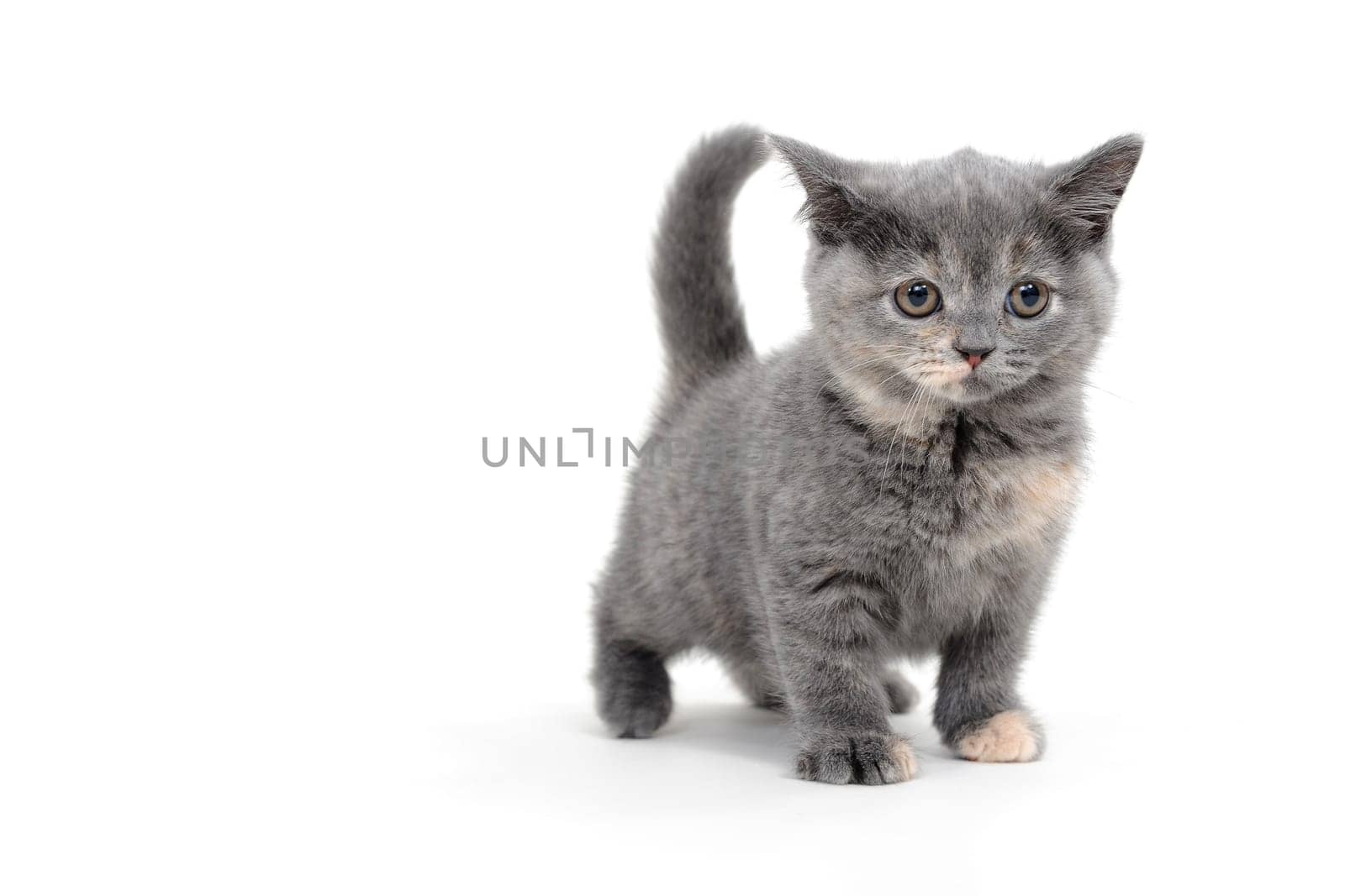 a purebred fluffy kitten stands on a white background. High quality photo