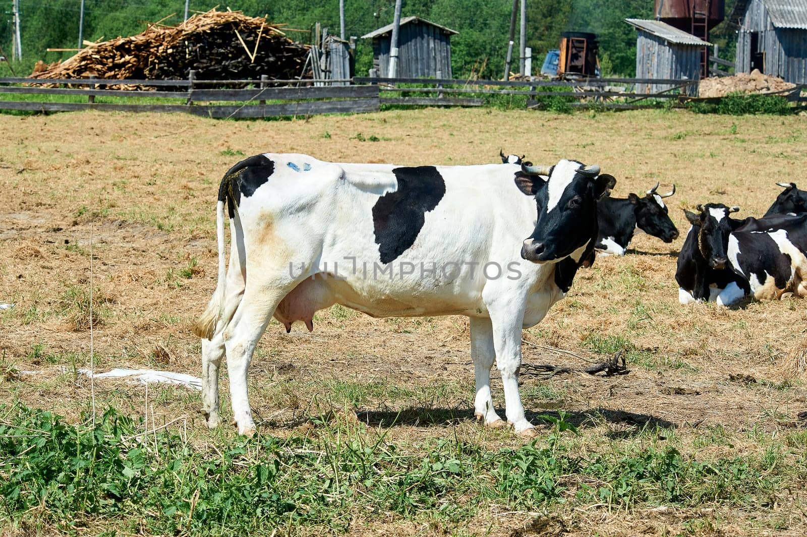a cow stands in a pen on a farm, kholmogorskaya breed. High quality photo