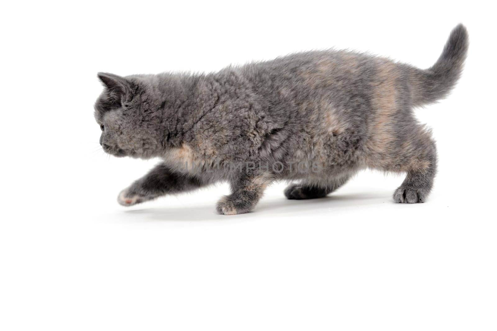 a purebred fluffy kitten stands on a white background. High quality photo