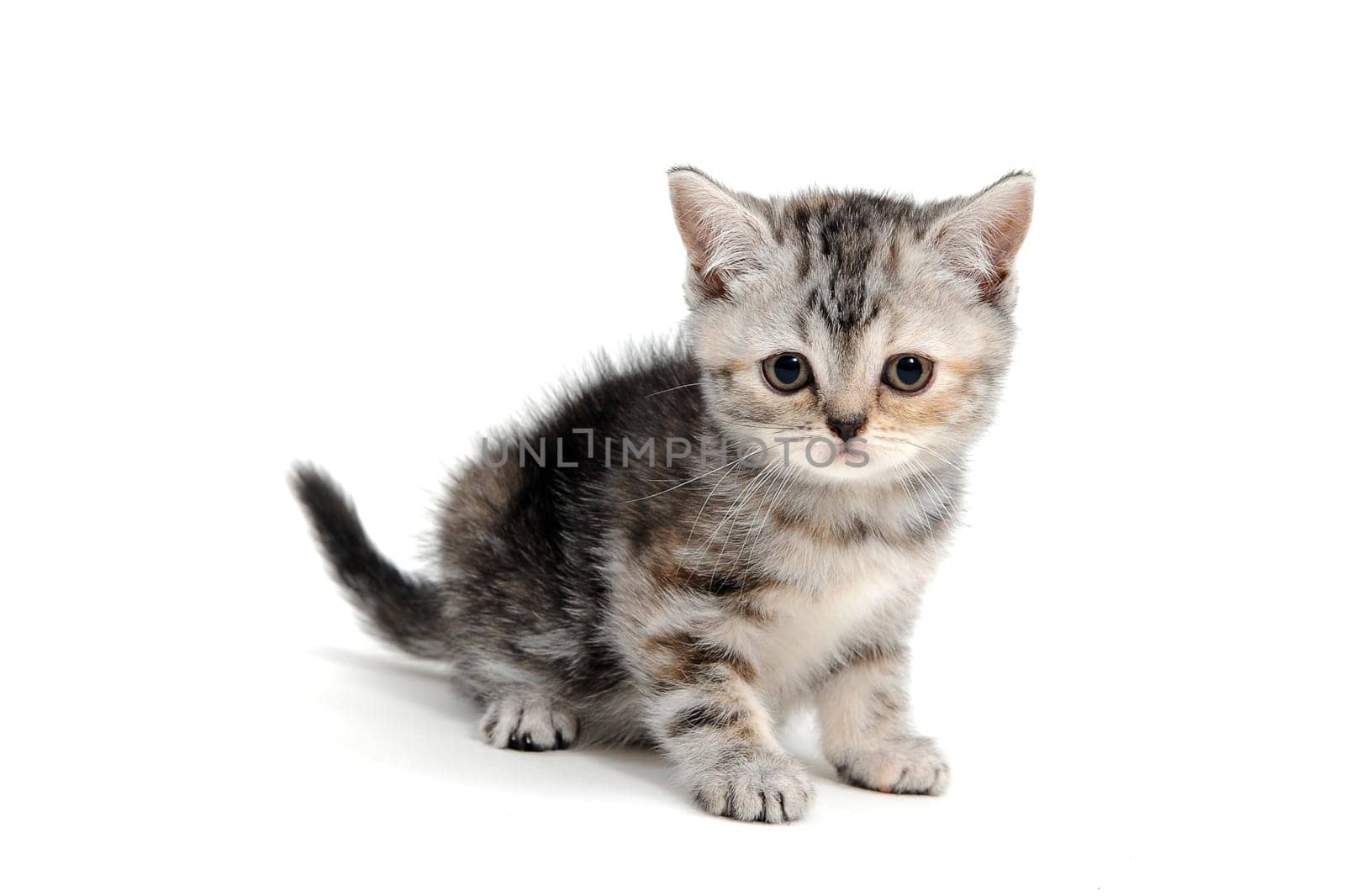 a striped purebred kitten sits on a white background. High quality photo