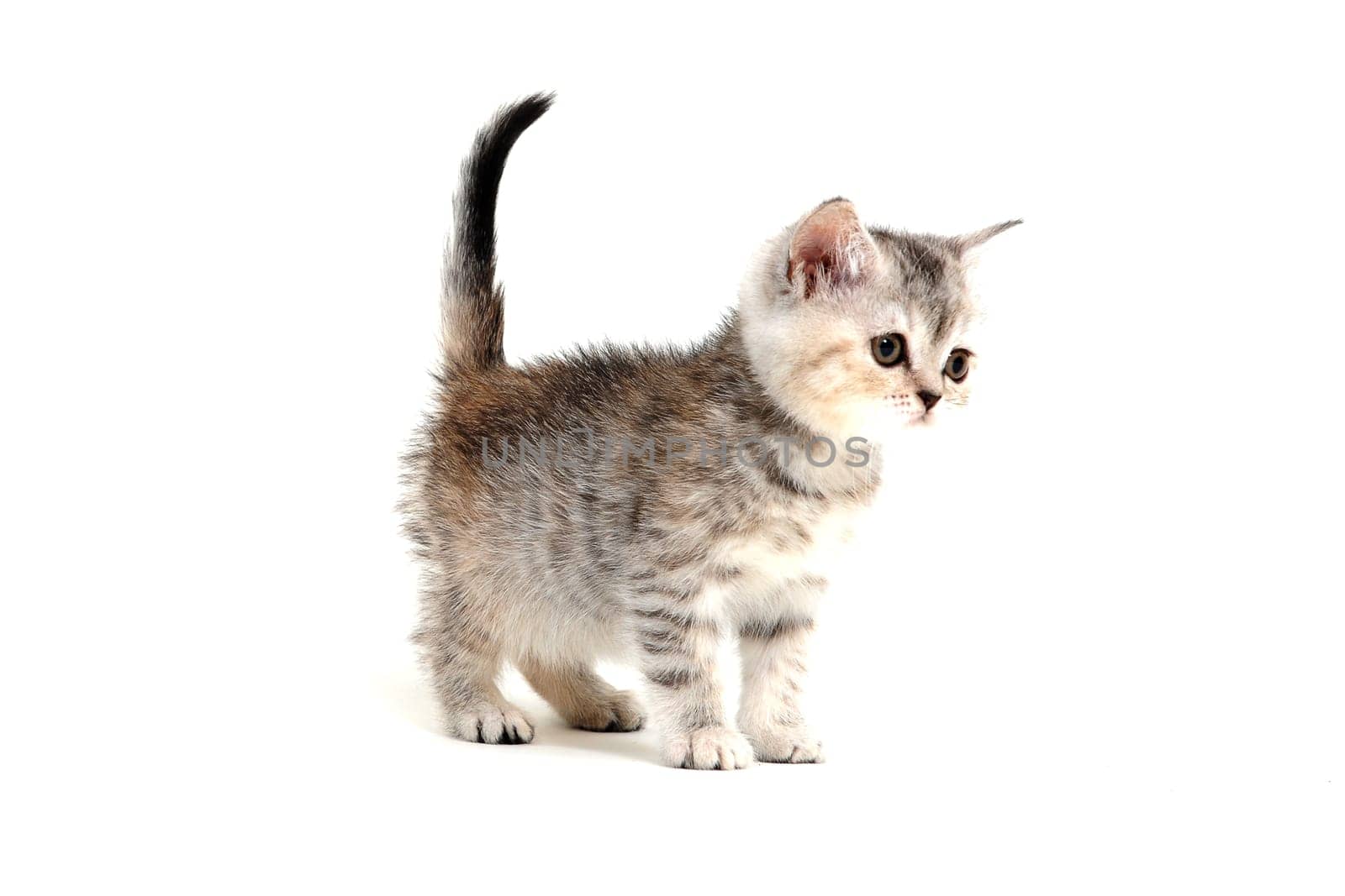 a striped purebred kitten stands on a white background. High quality photo
