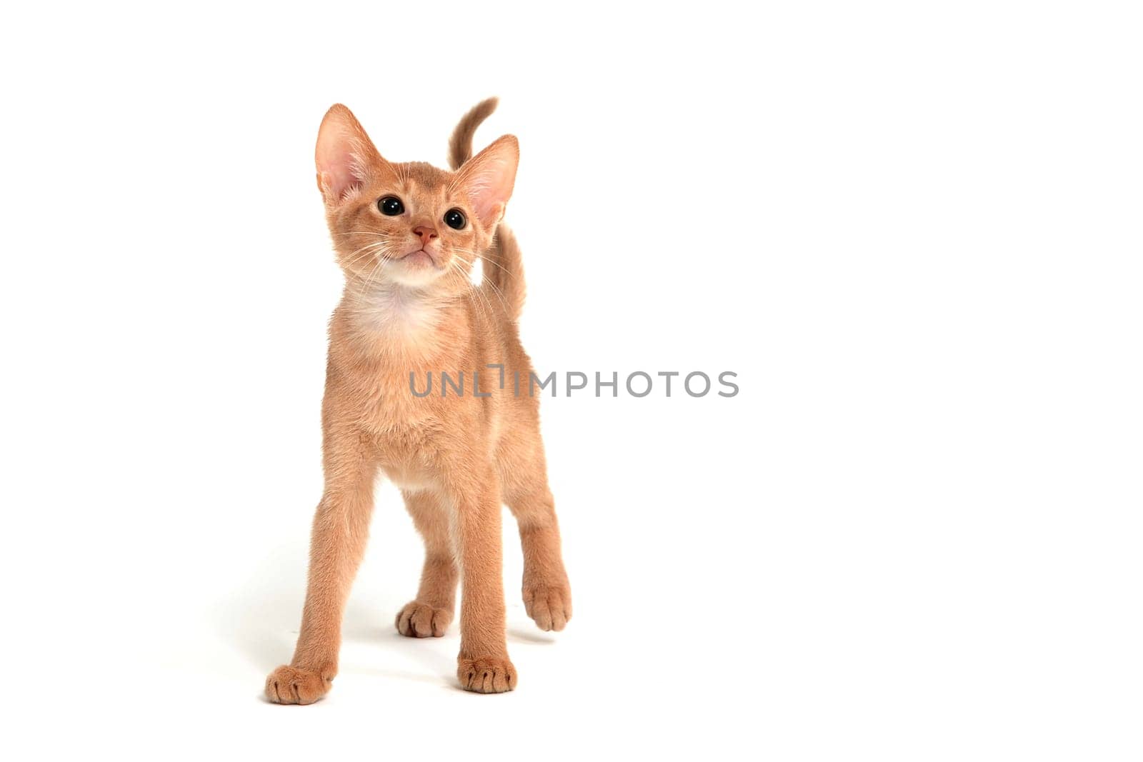 Abyssinian ginger cat stands on a white background. High quality photo