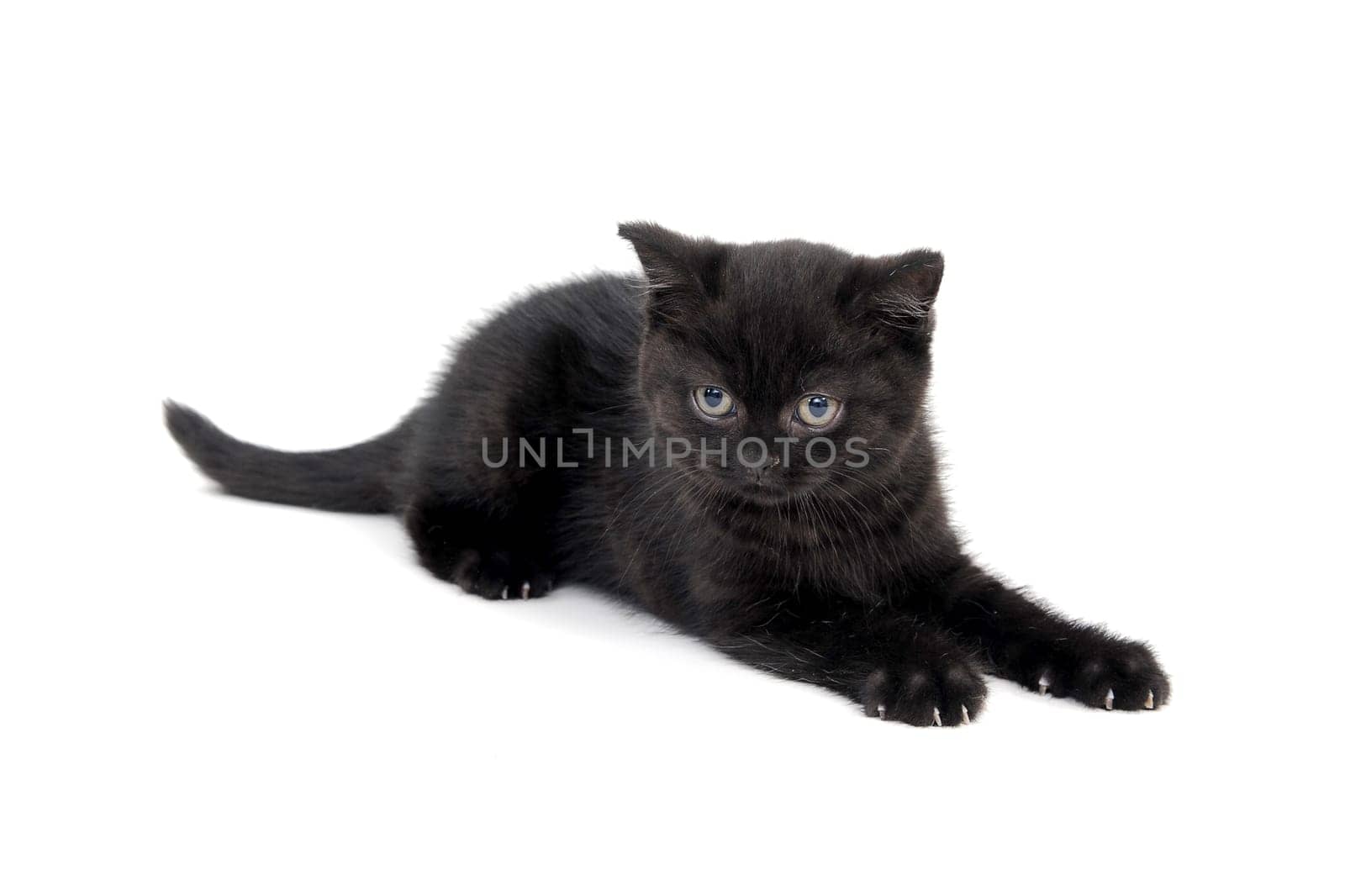 fluffy purebred black kitten with claws outstretched lies on an isolated background. High quality photo