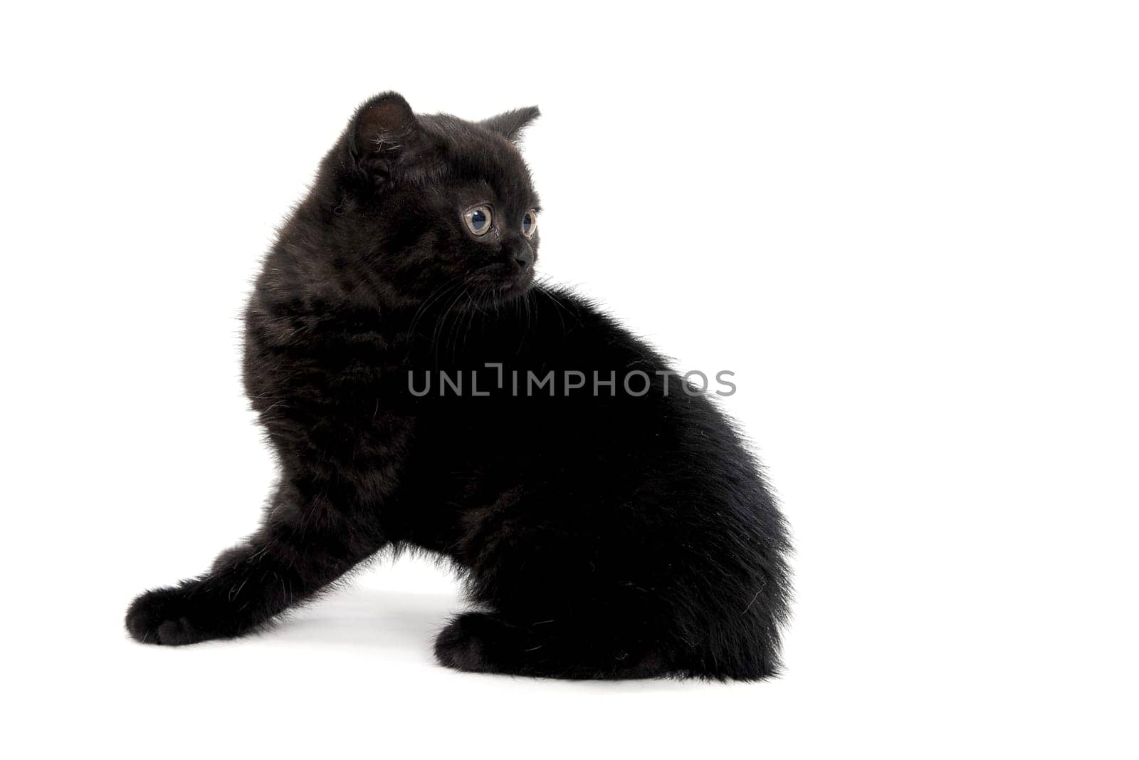 fluffy purebred black kitten with claws outstretched lies on an isolated background. High quality photo