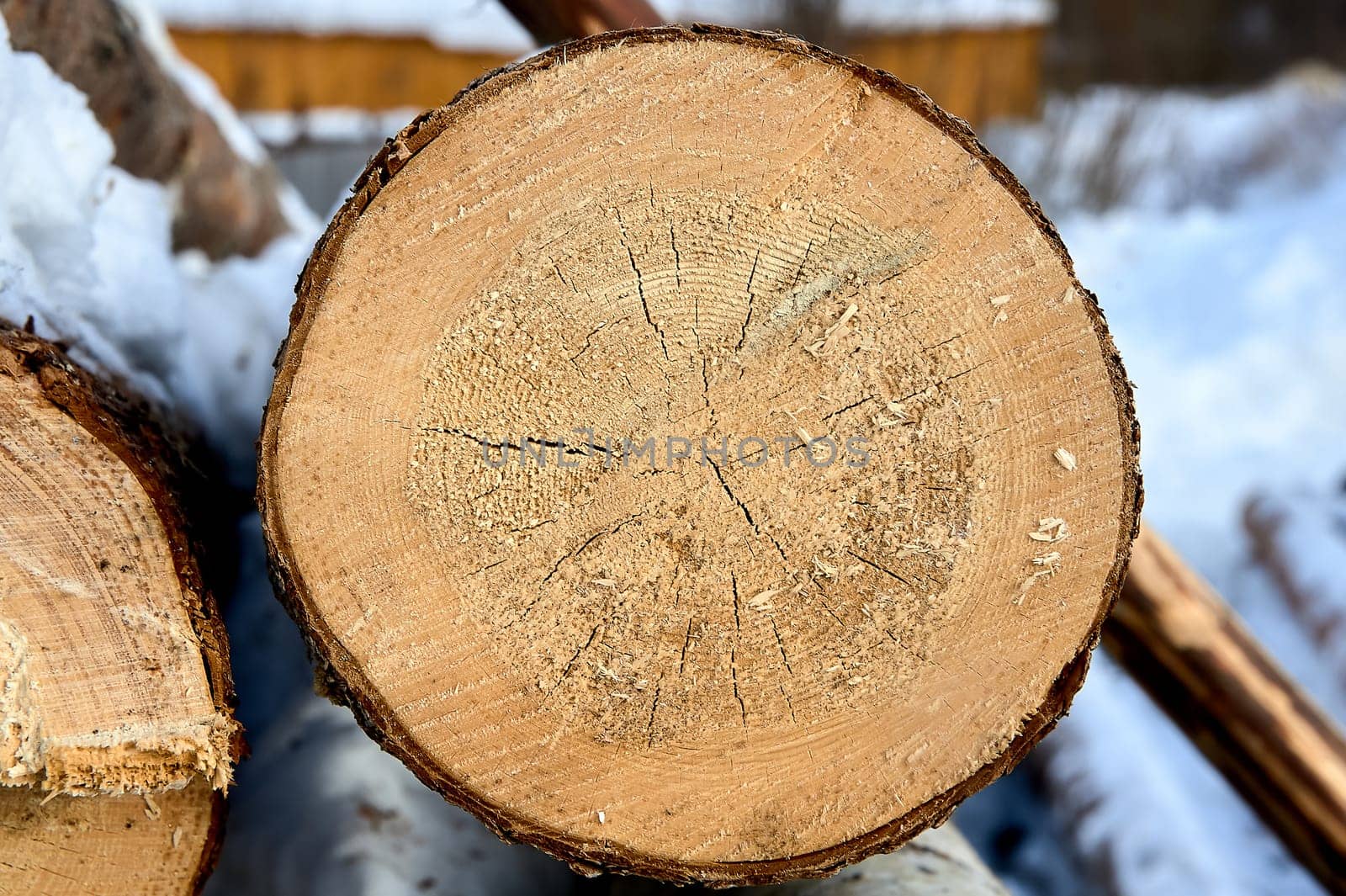 cross-section of pine, sawn wood. High quality photo