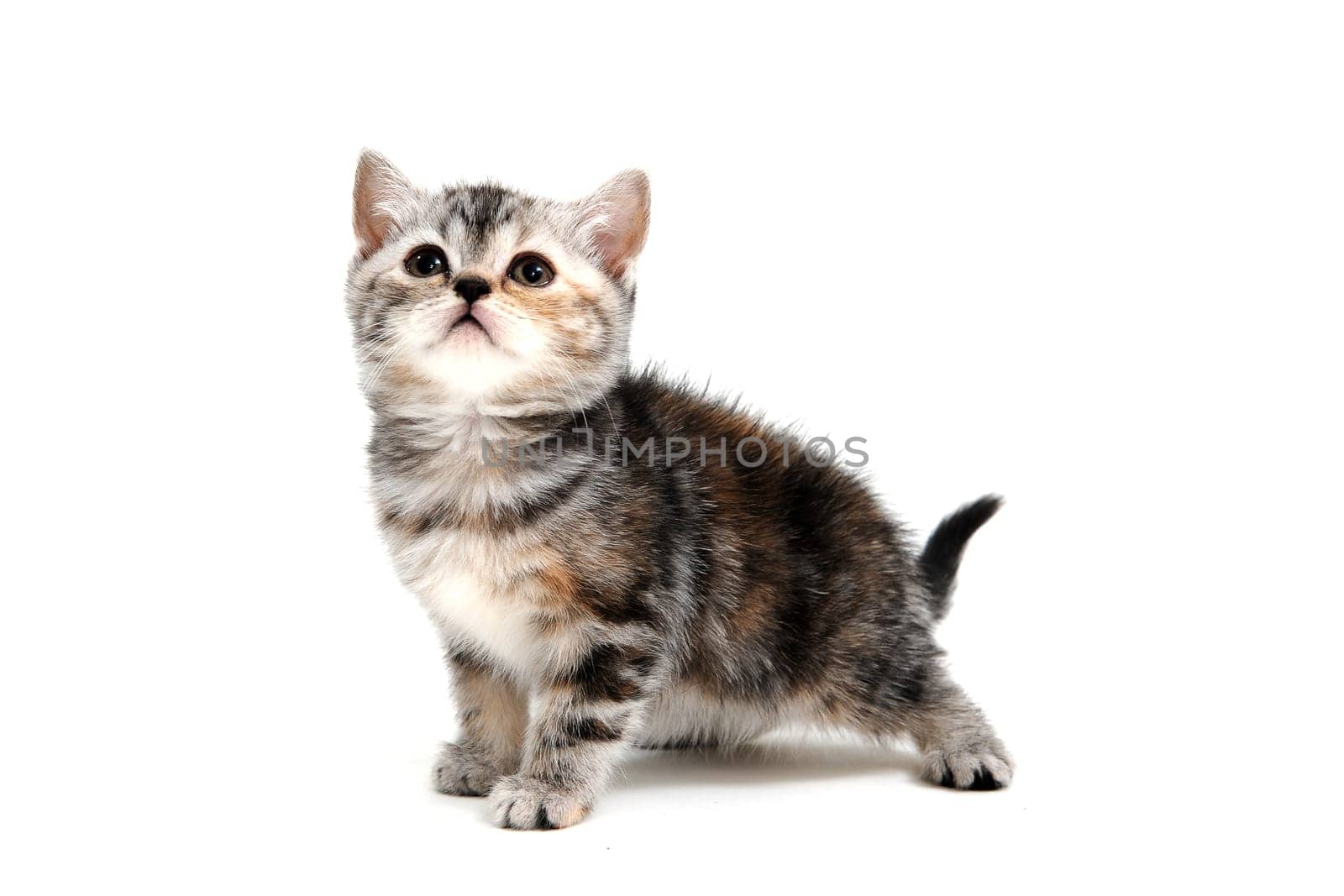 a striped purebred kitten stands on a white background. High quality photo