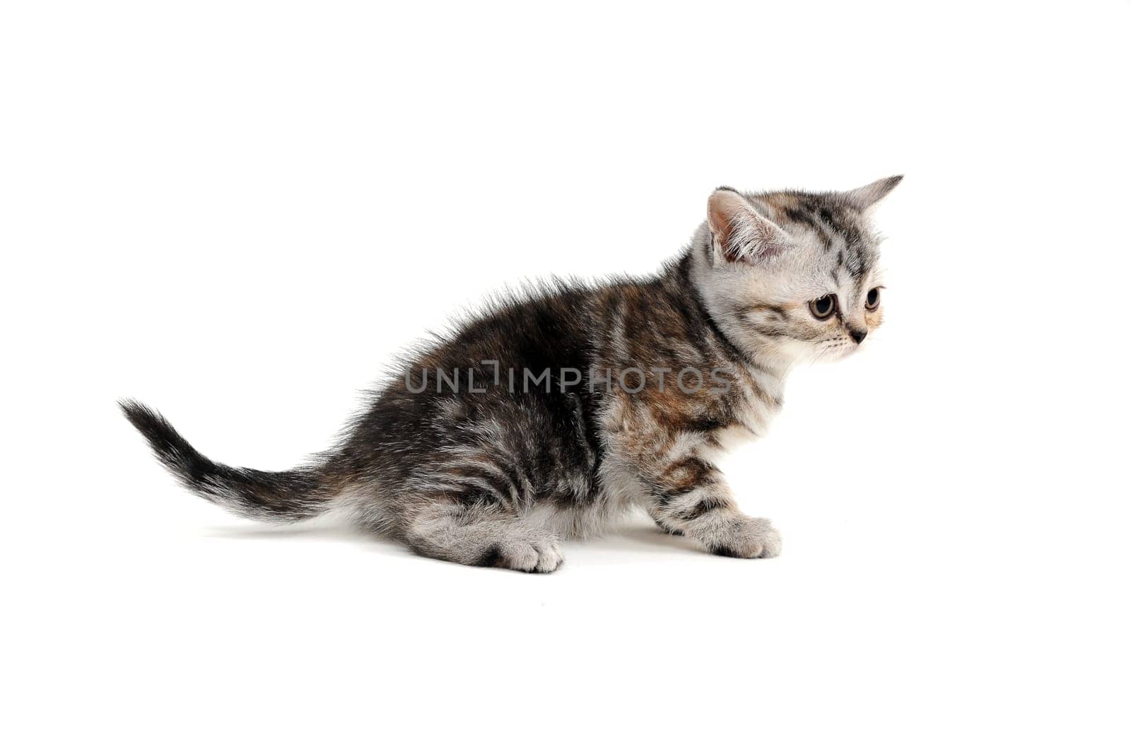 a striped purebred kitten sits on a white background. High quality photo