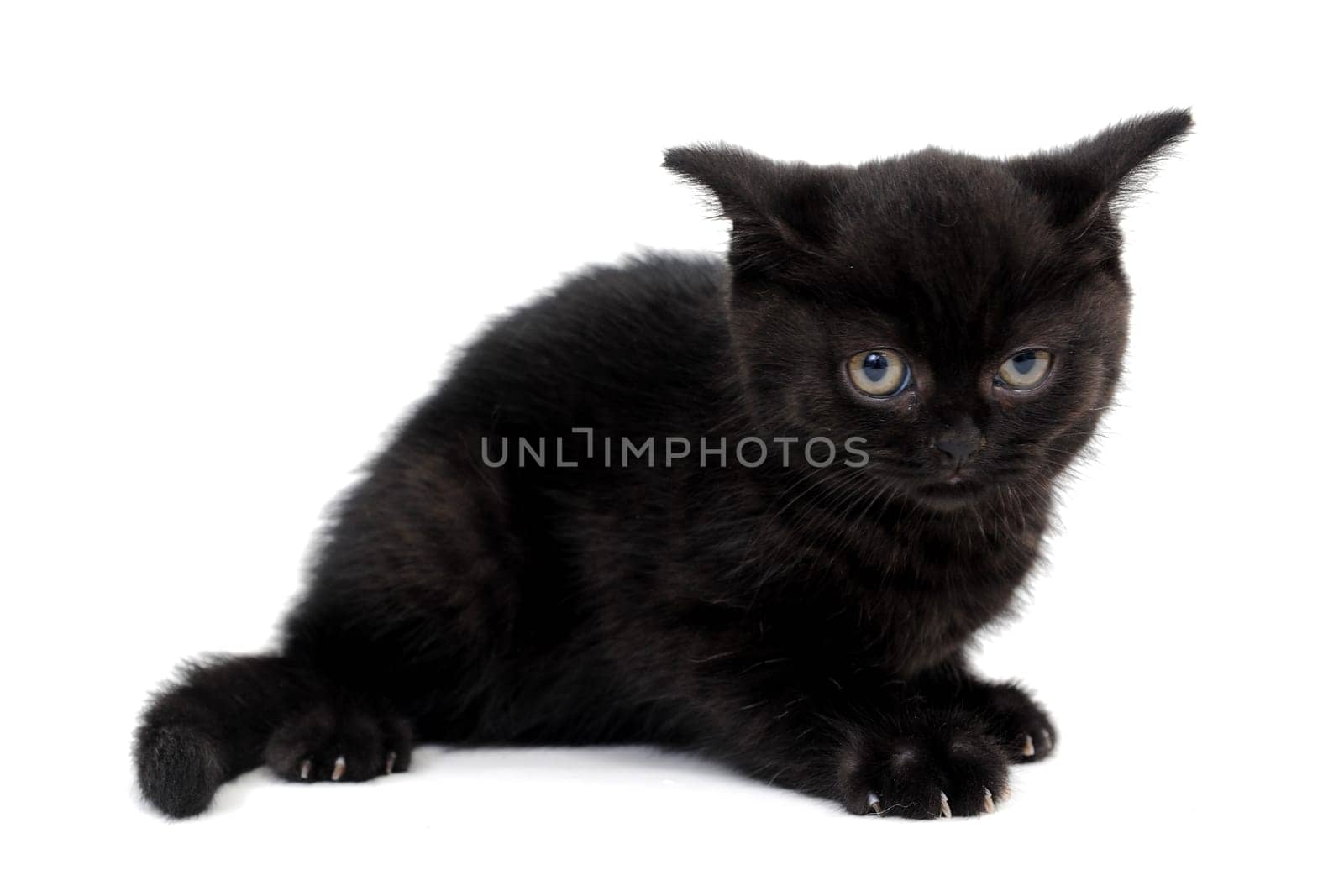 fluffy purebred black kitten with claws outstretched lies on an isolated background. High quality photo