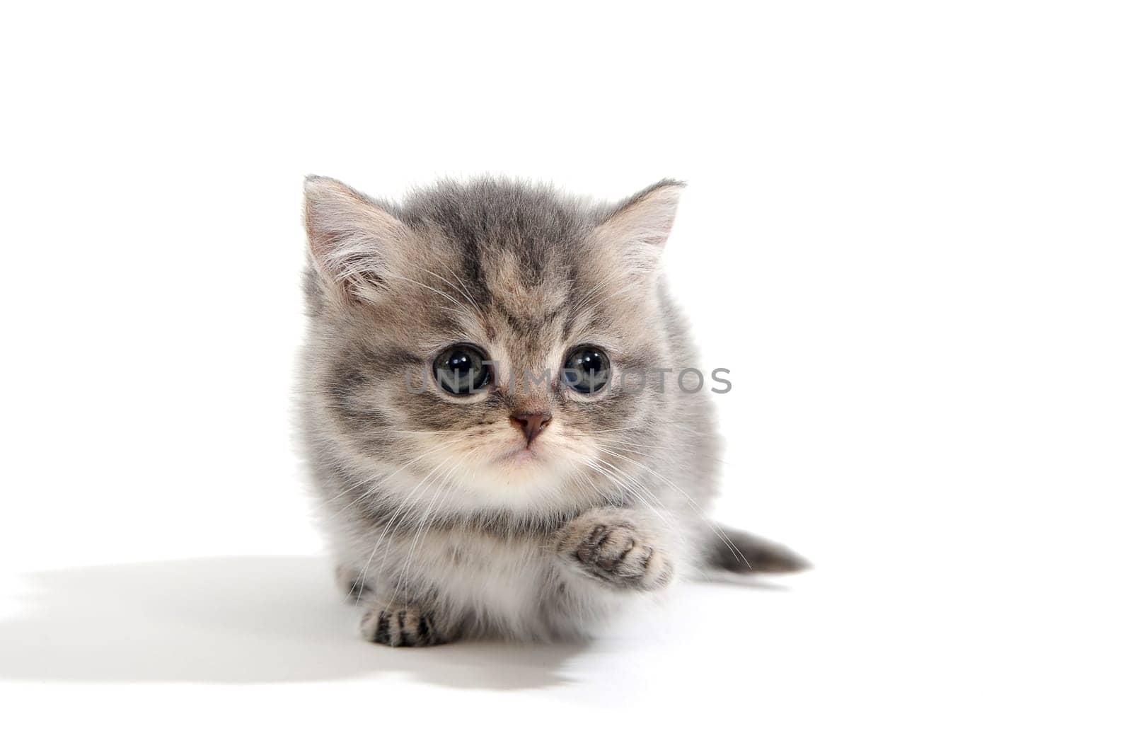 a purebred fluffy kitten lies on a white background. High quality photo
