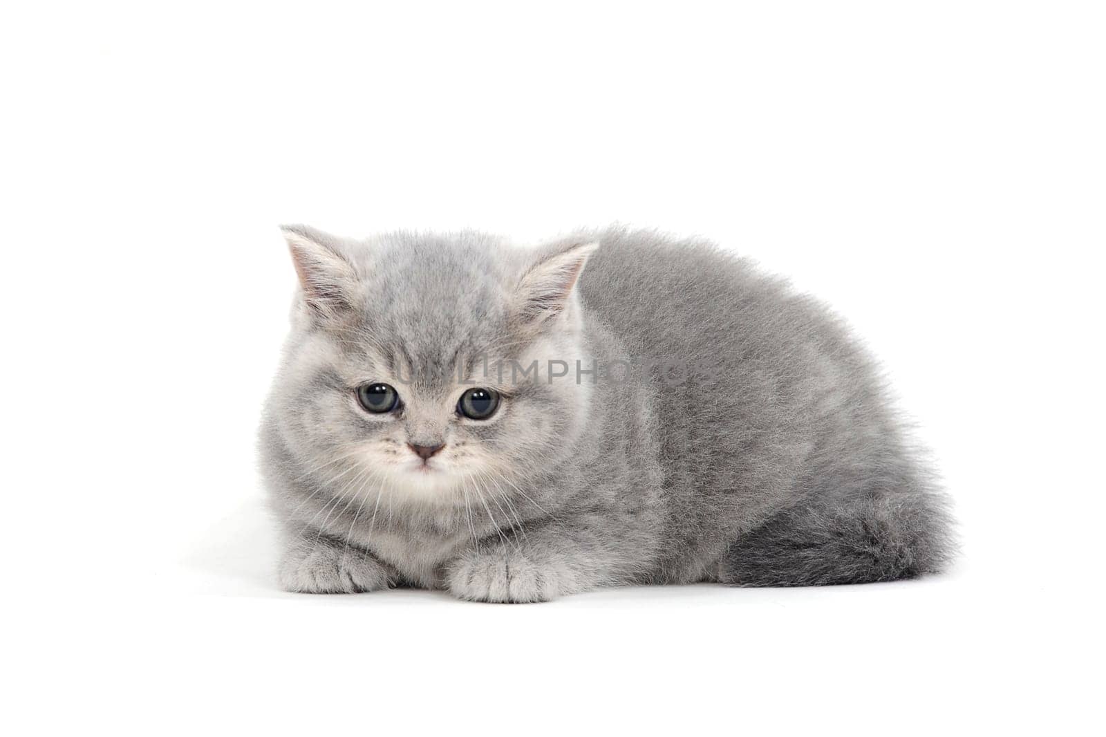 a purebred fluffy kitten lies on a white background. High quality photo