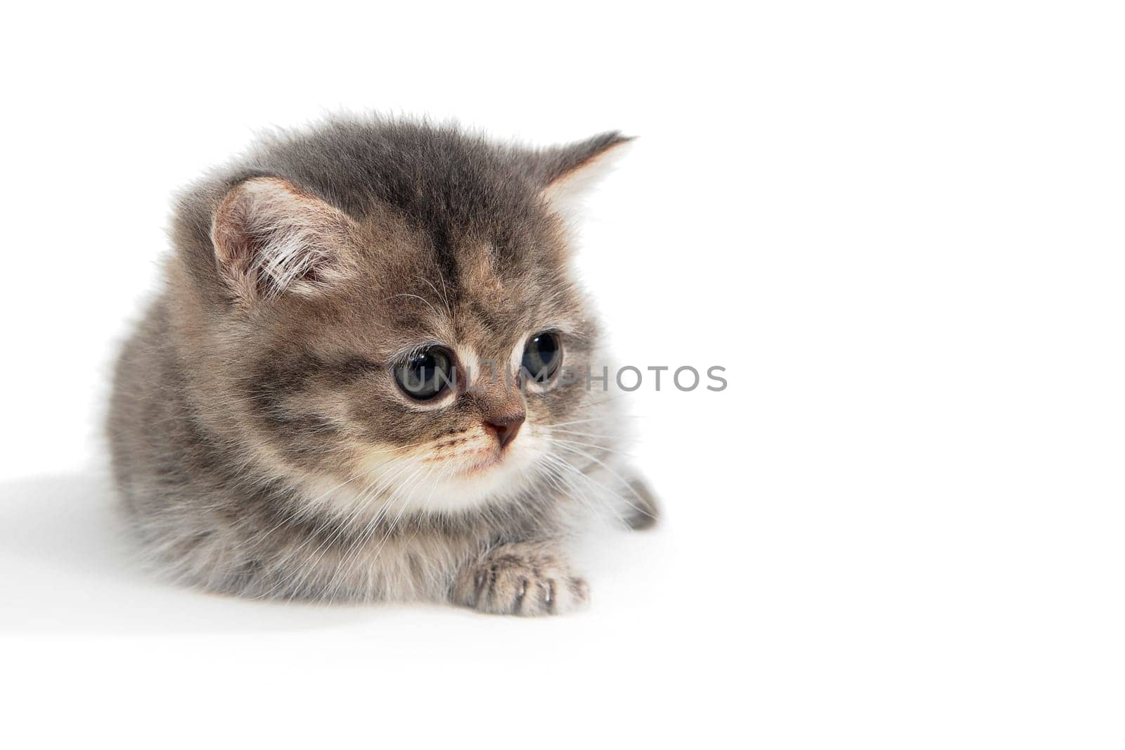 fluffy purebred kitten lies on a white background. High quality photo