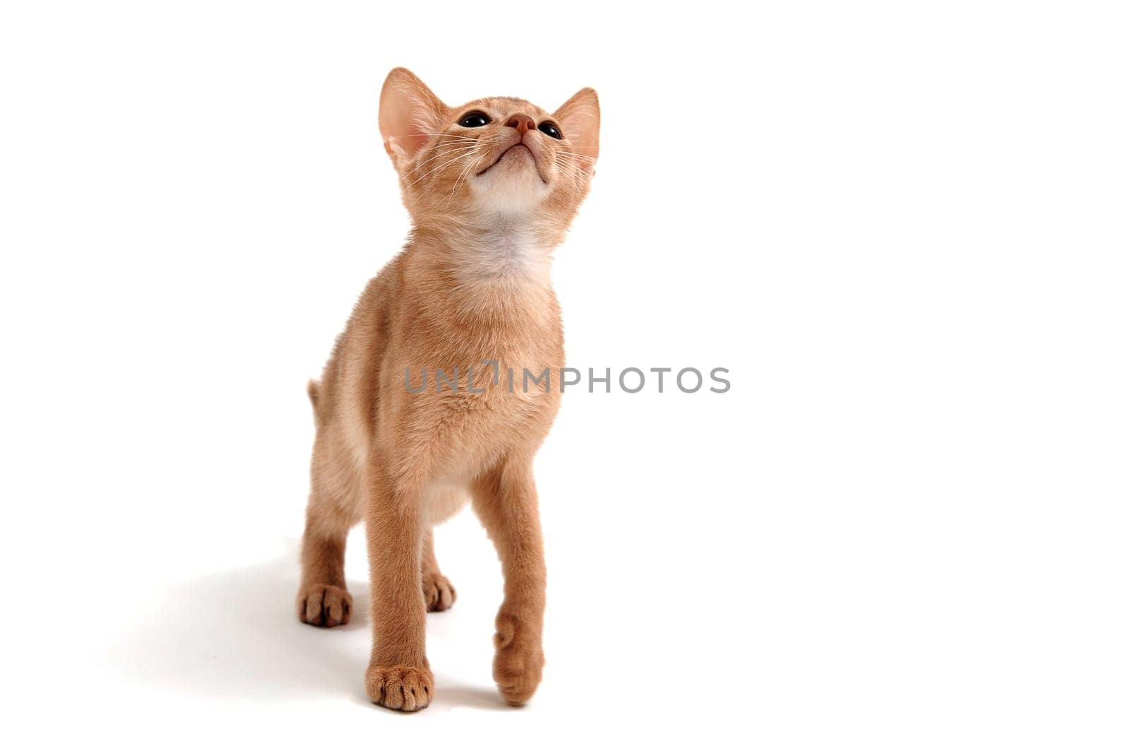 Abyssinian ginger cat stands on a white background. High quality photo