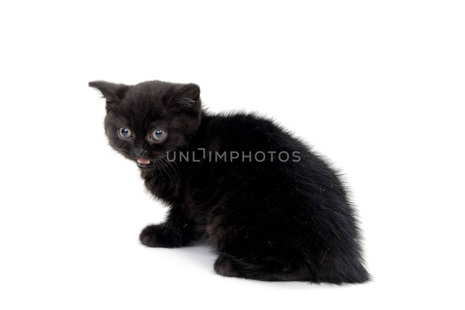 fluffy purebred black kitten sits sideways on an isolated background. High quality photo