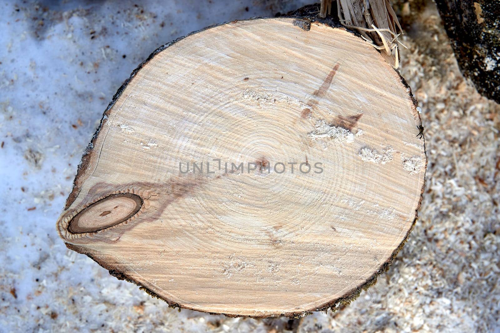 cross-section of pine, sawn wood. High quality photo