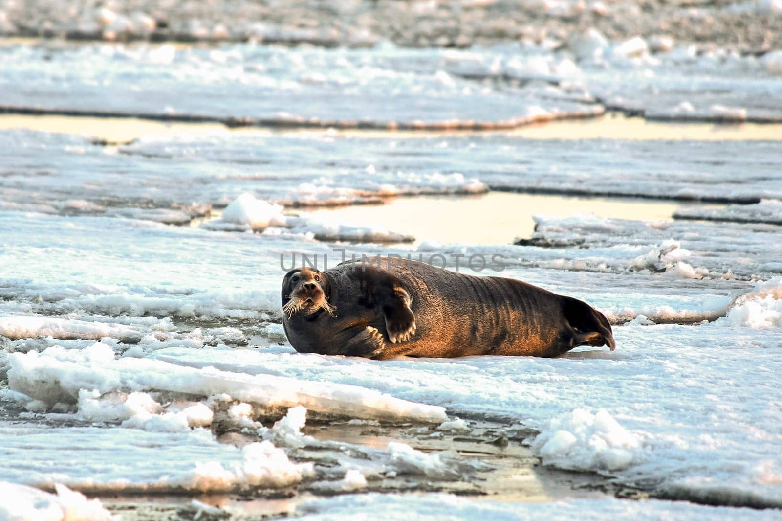the seal is lying on the ice and resting basking in the sun. High quality photo