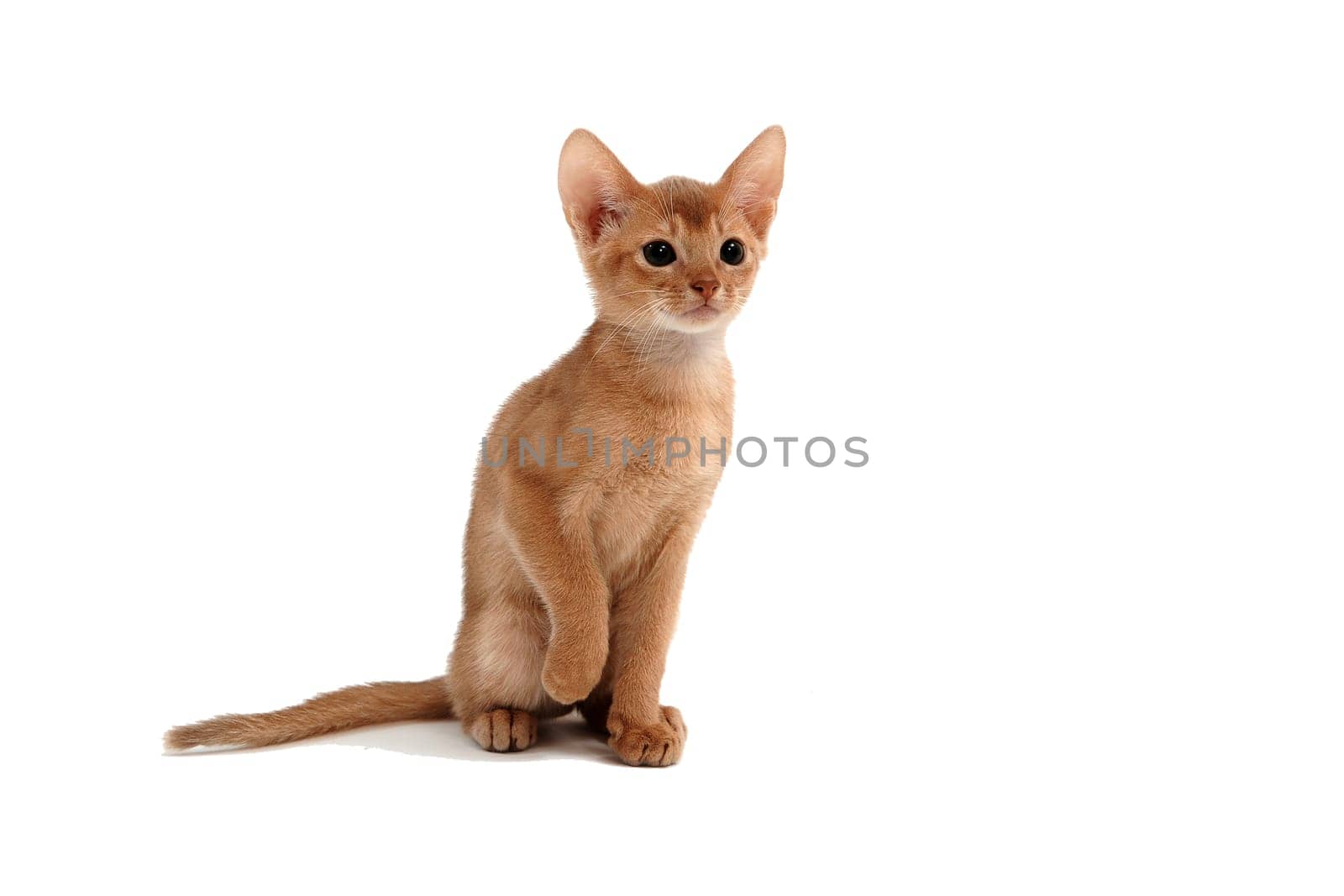 Abyssinian ginger cat sits and raises its paw on a white background. High quality photo