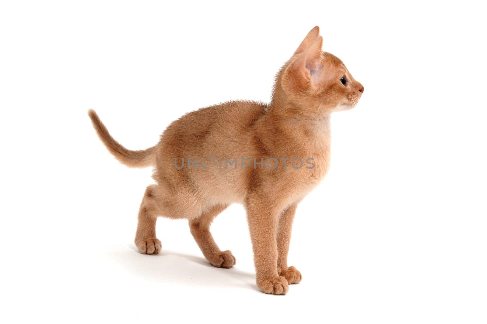 Abyssinian ginger cat stands on a white background. High quality photo